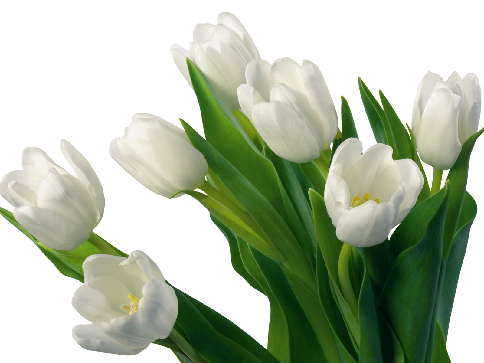 flowers for flower lovers.: White tulips flowers.