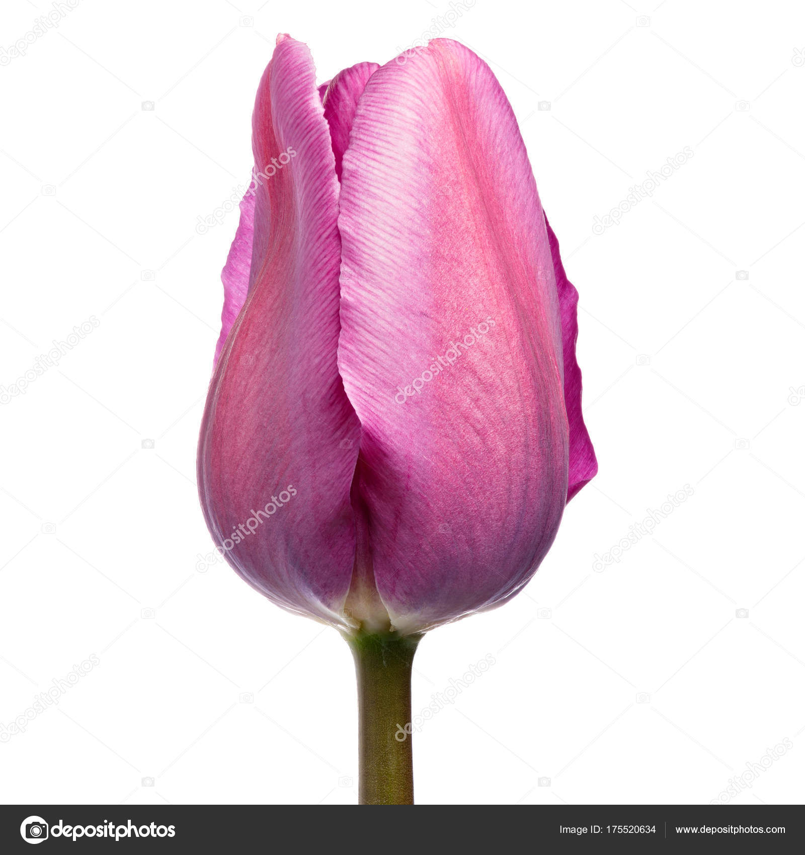 Blossoming tulip flower is photographed macro. Isolated on white ...
