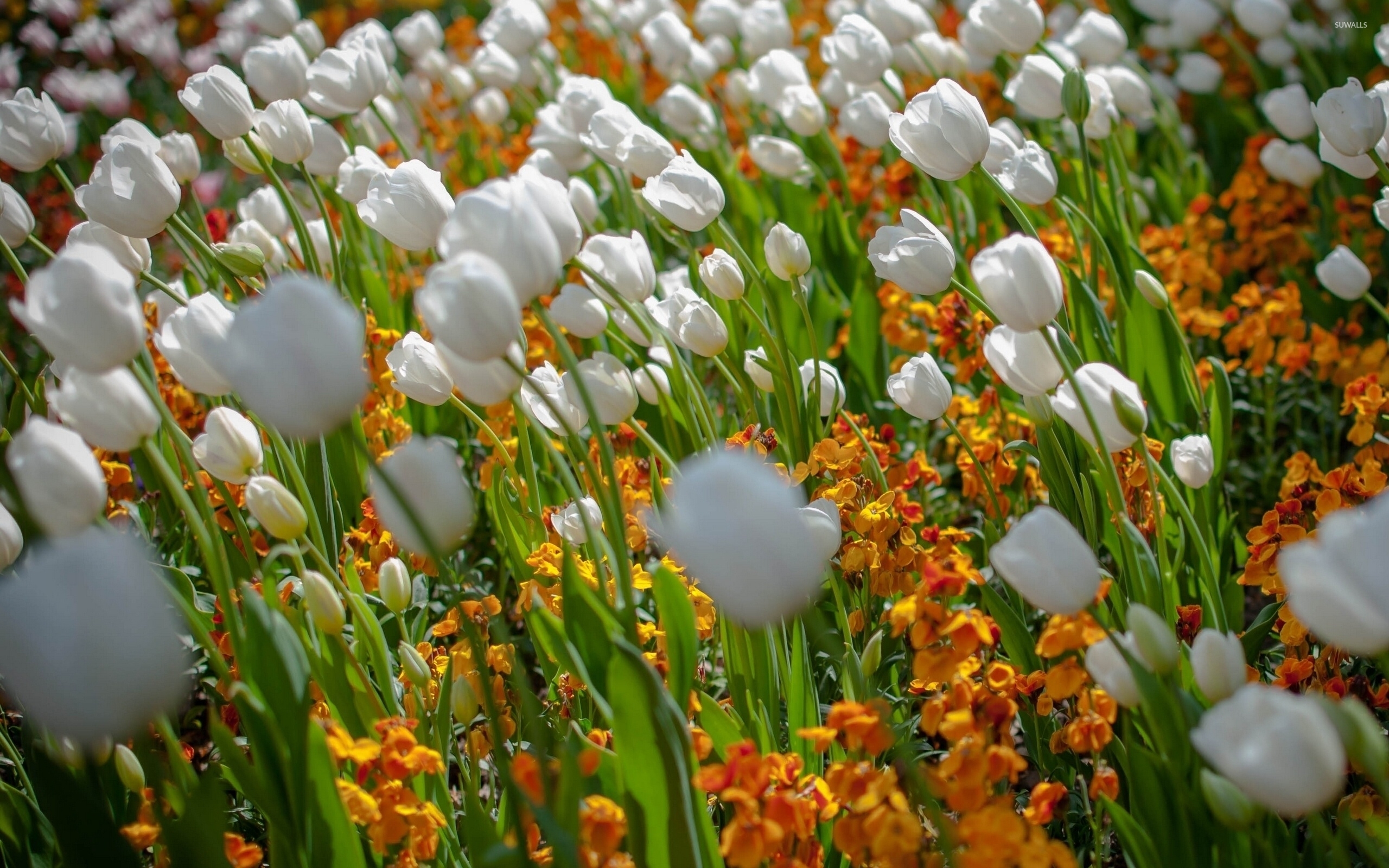 White tulips rising above the orange blossoms wallpaper - Flower ...