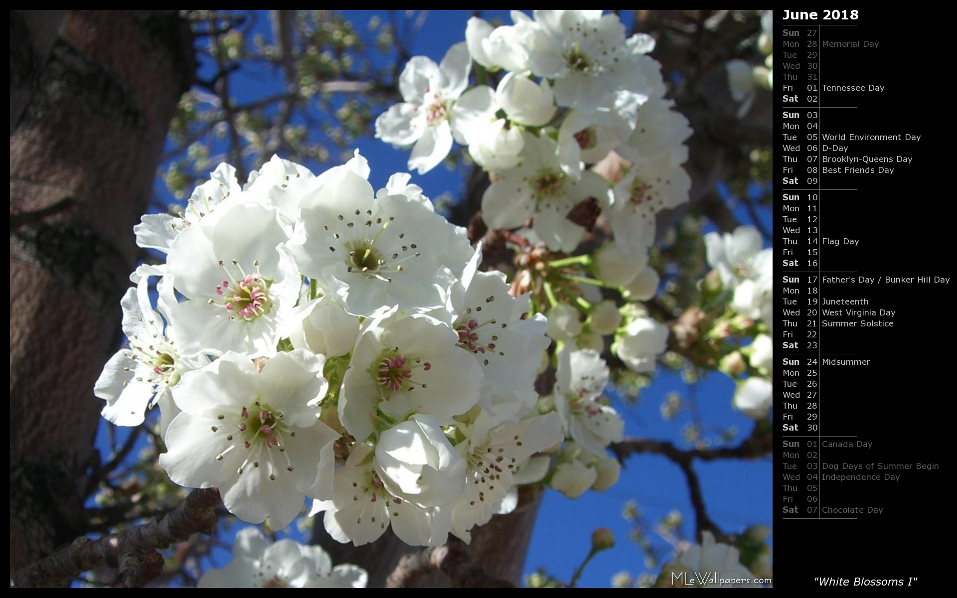 MLeWallpapers.com - White Blossoms I (Calendar)