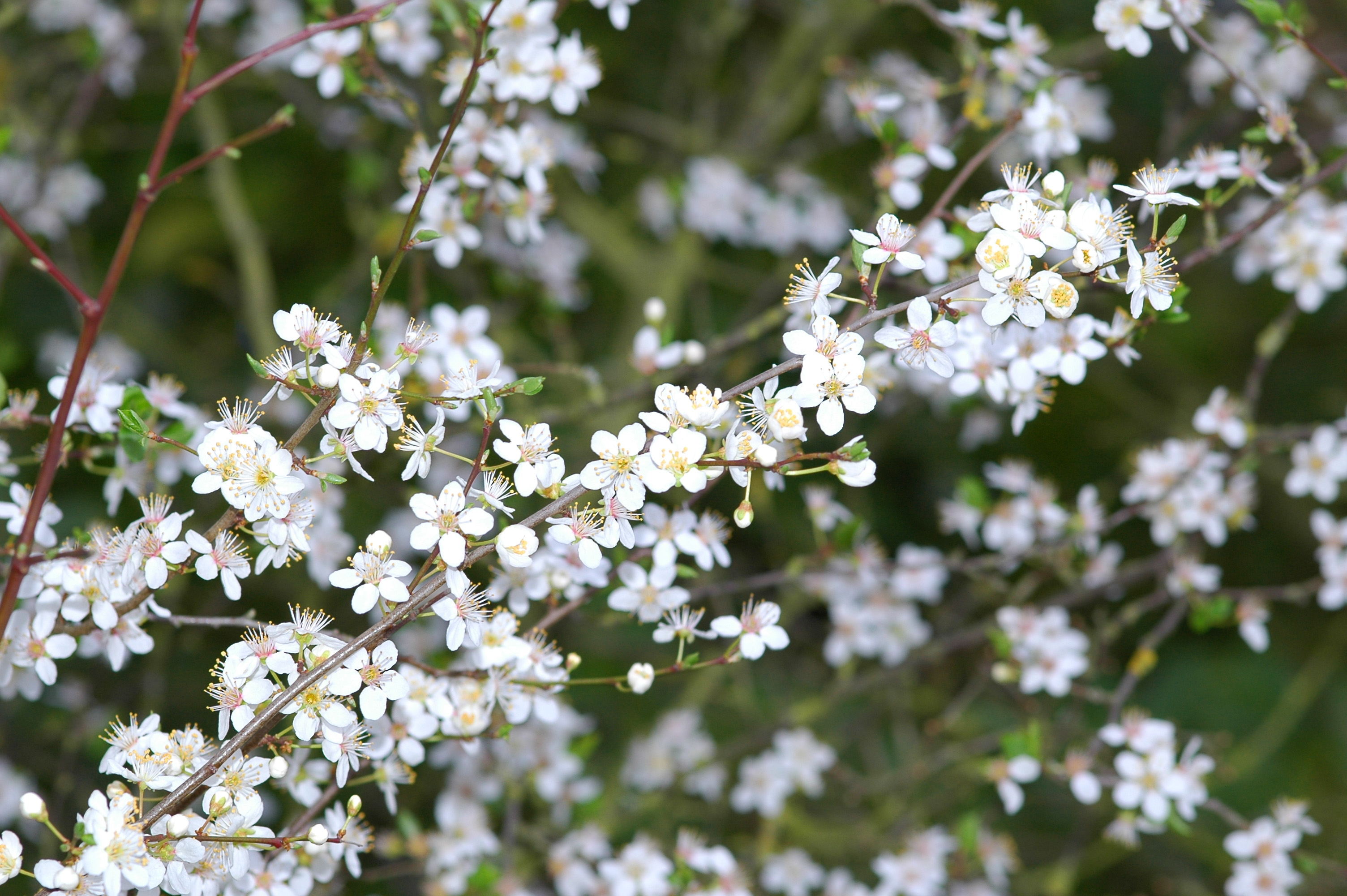 White blossoms photo