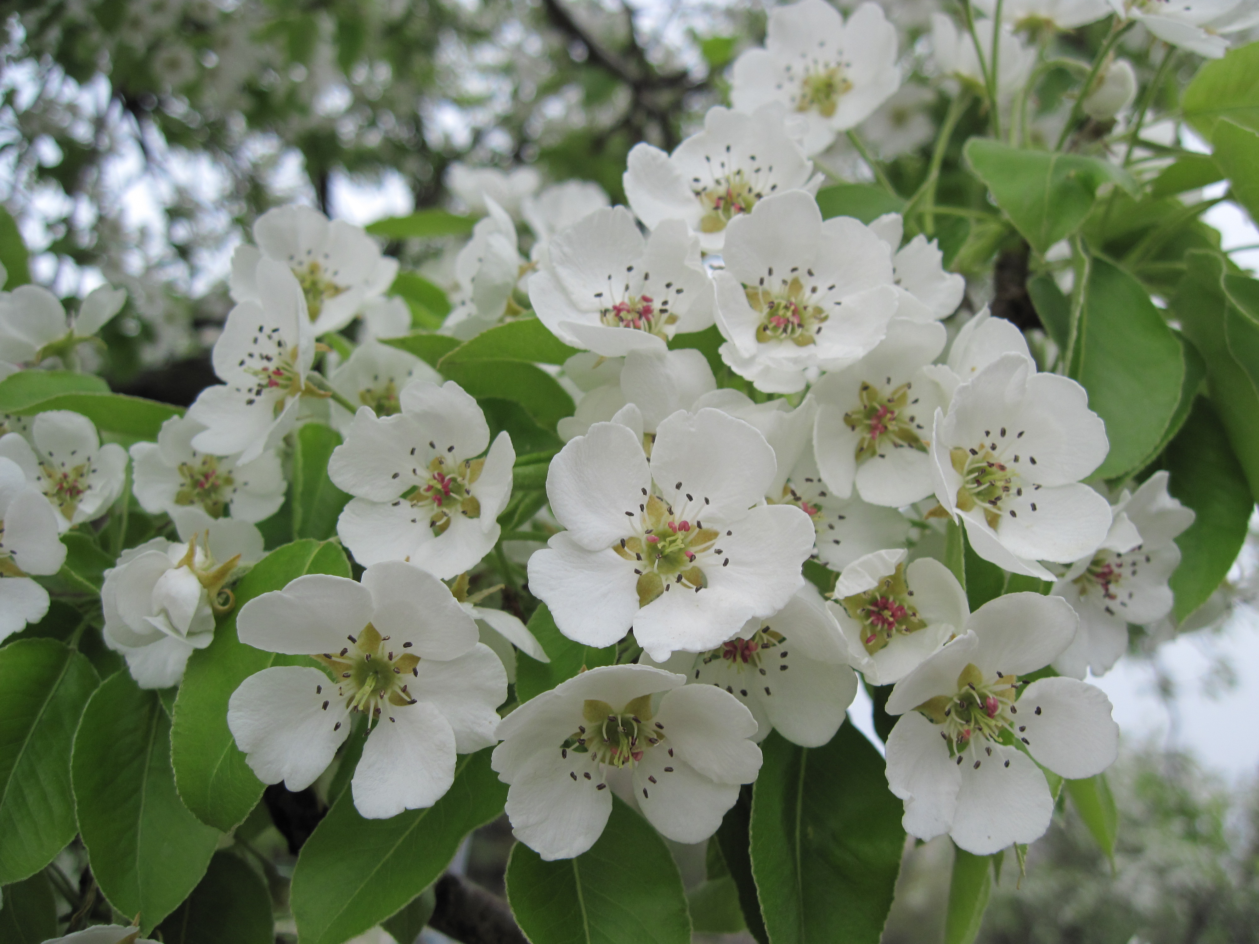 White blossoms photo