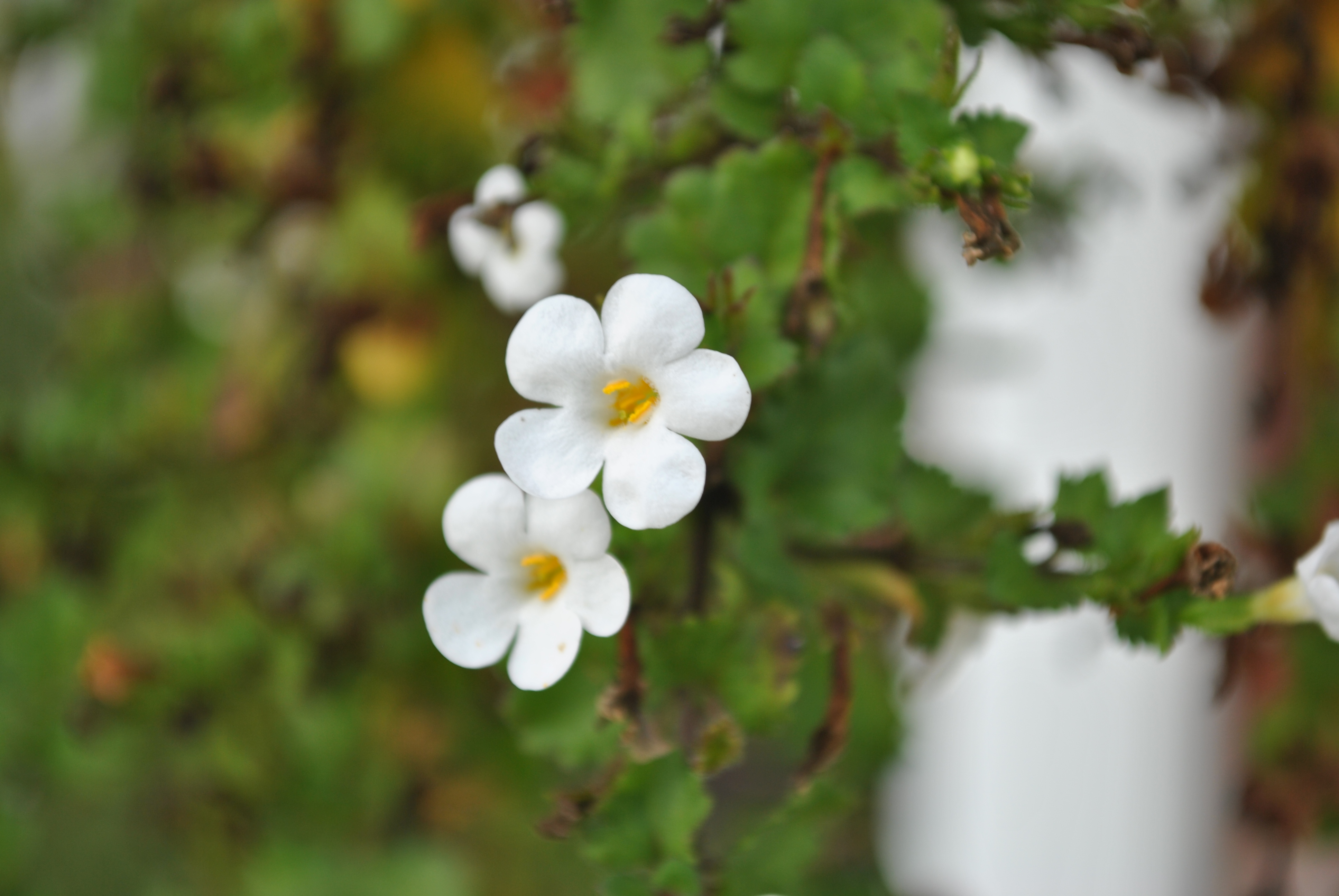 File:Pair of white blossoms.jpg - Wikimedia Commons