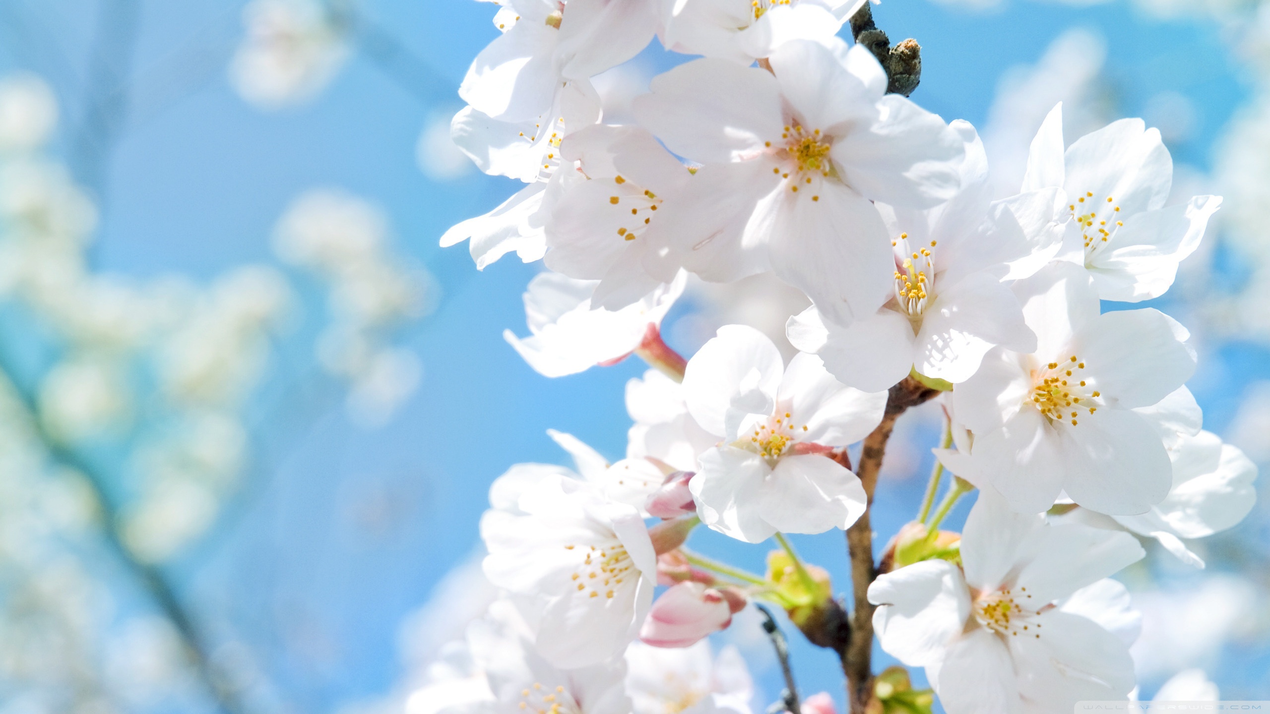 White Blossoms ❤ 4K HD Desktop Wallpaper for 4K Ultra HD TV • Dual ...