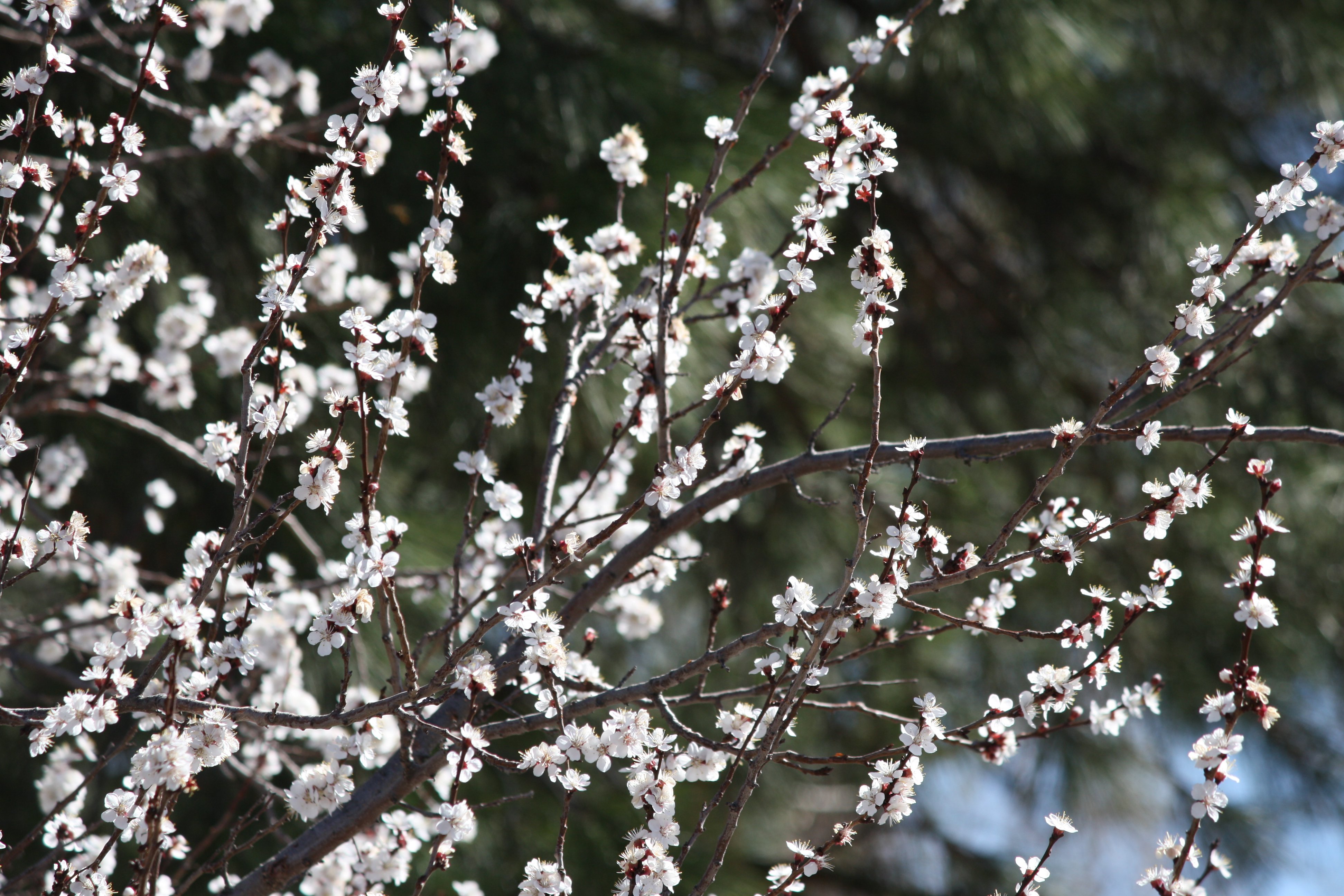 White Blossoms on Flowering Apricot Tree Picture | Free Photograph ...