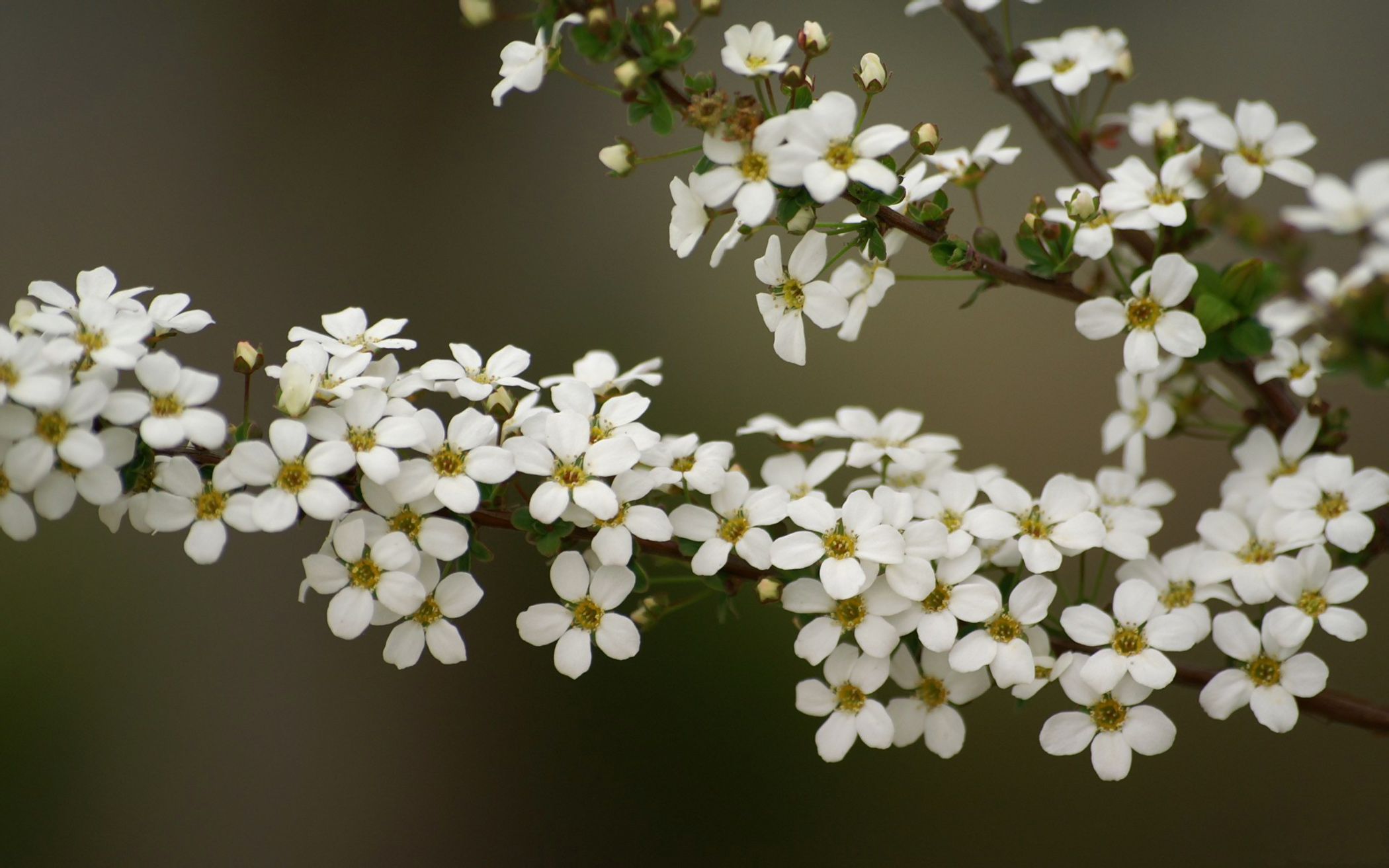 Spring Background with White Blossoms | Gallery Yopriceville - High ...