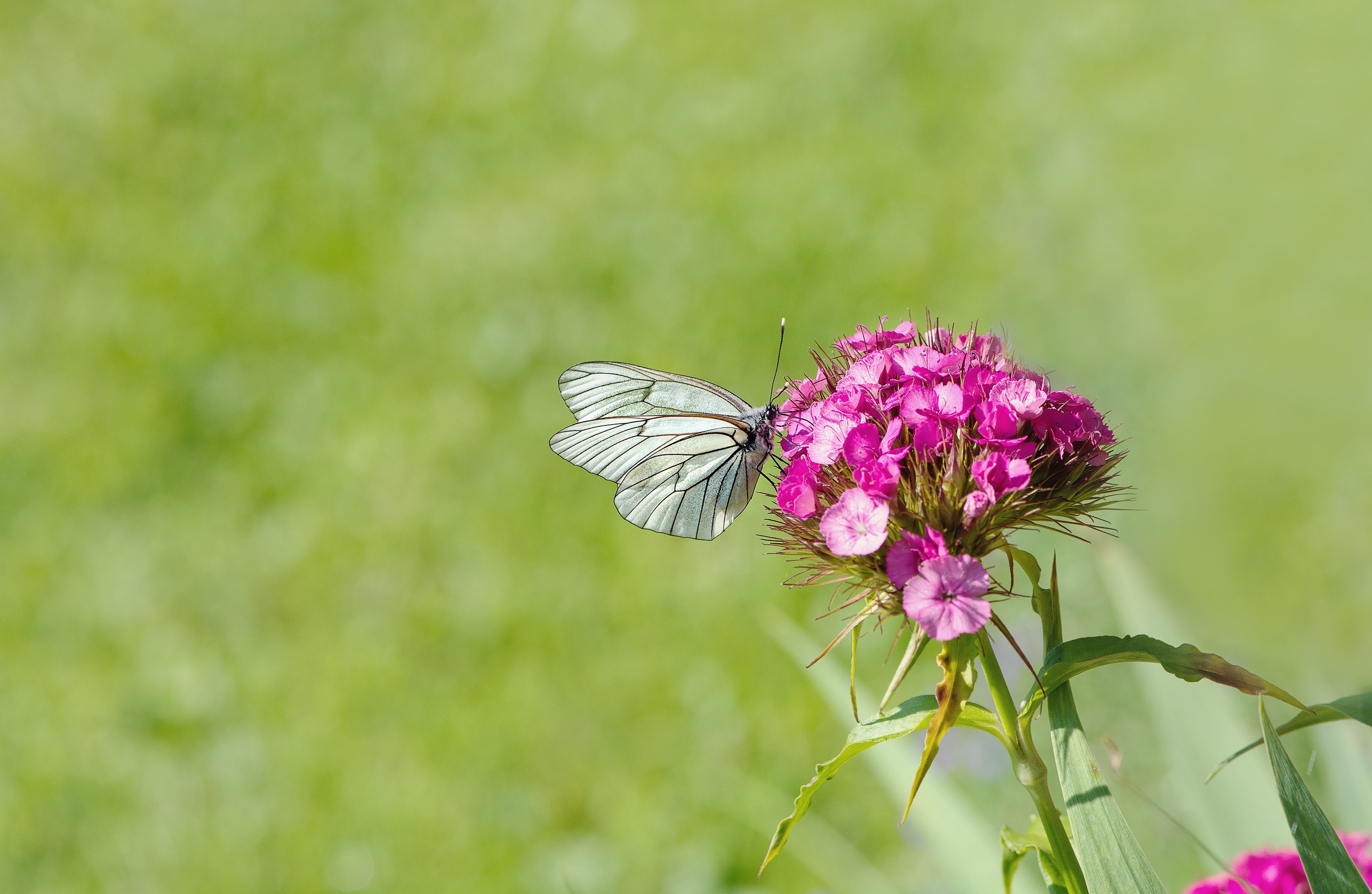 White brown butterfly perched on pink flower photo