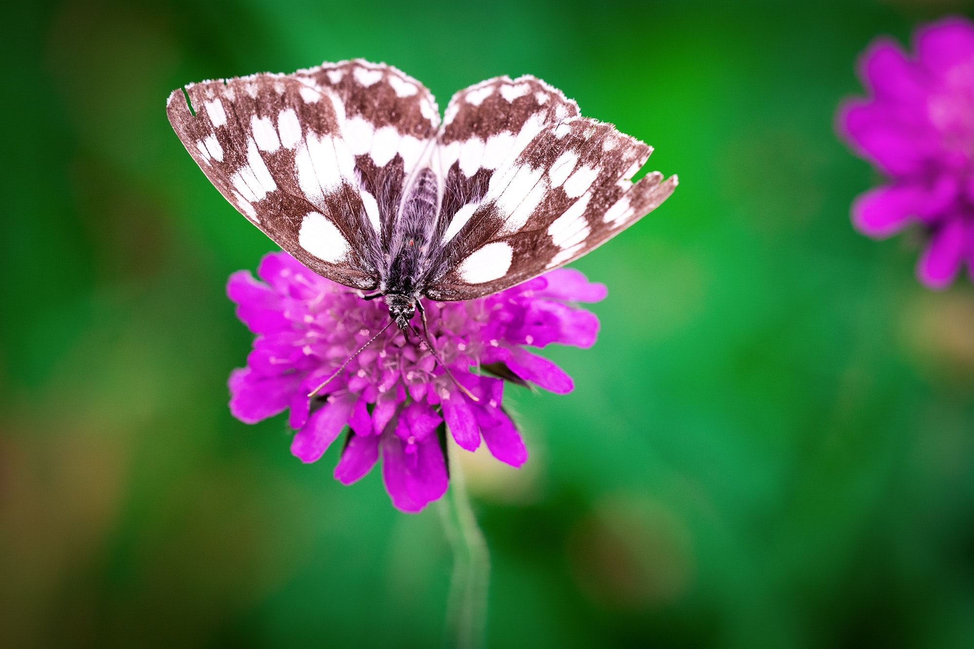 White brown butterfly perched on purple flower photo