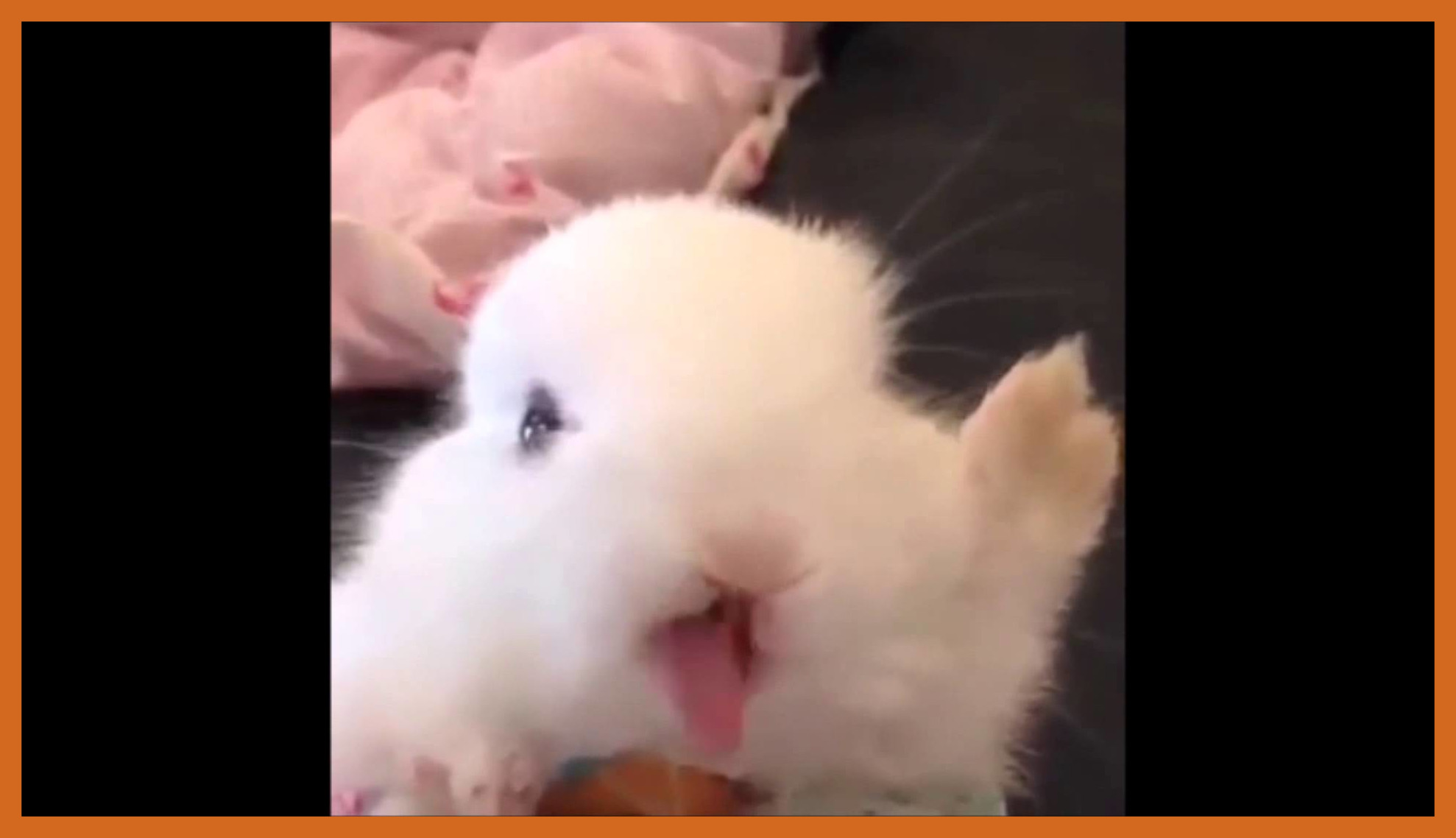 Best Cute White Bunny Rabbit Feeding Time Of Mouth Inspiration And ...