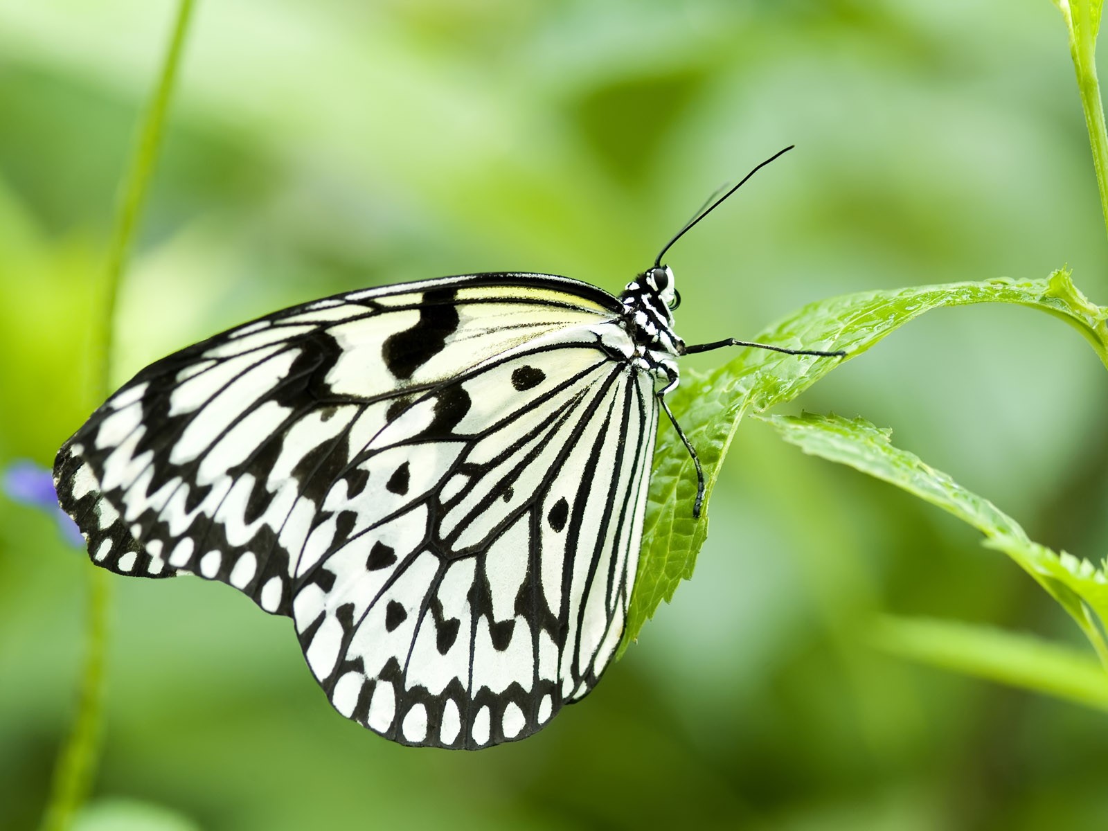 Black and White Butterfly - Wallpaper #32271