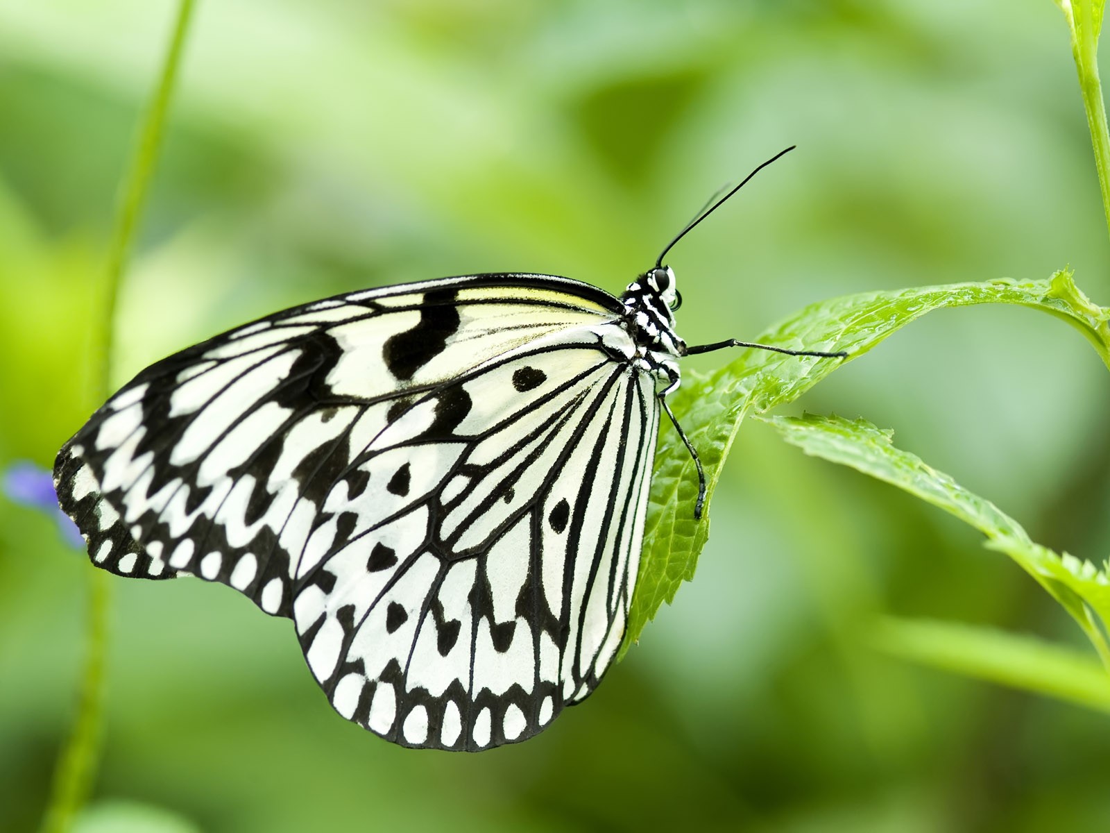 White butterfly photo