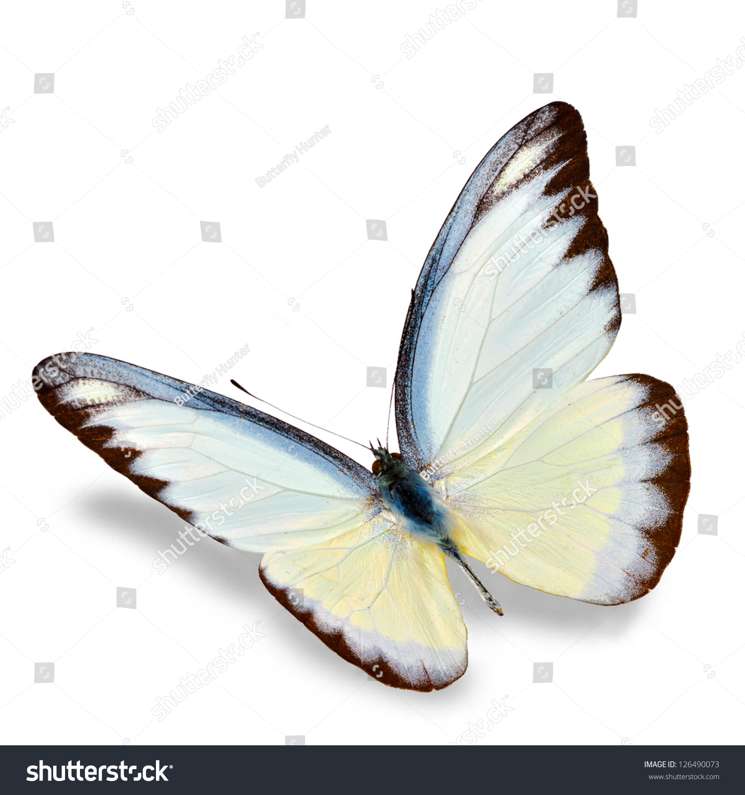 White Butterfly Flying Isolated On White Stock Photo (Download Now ...