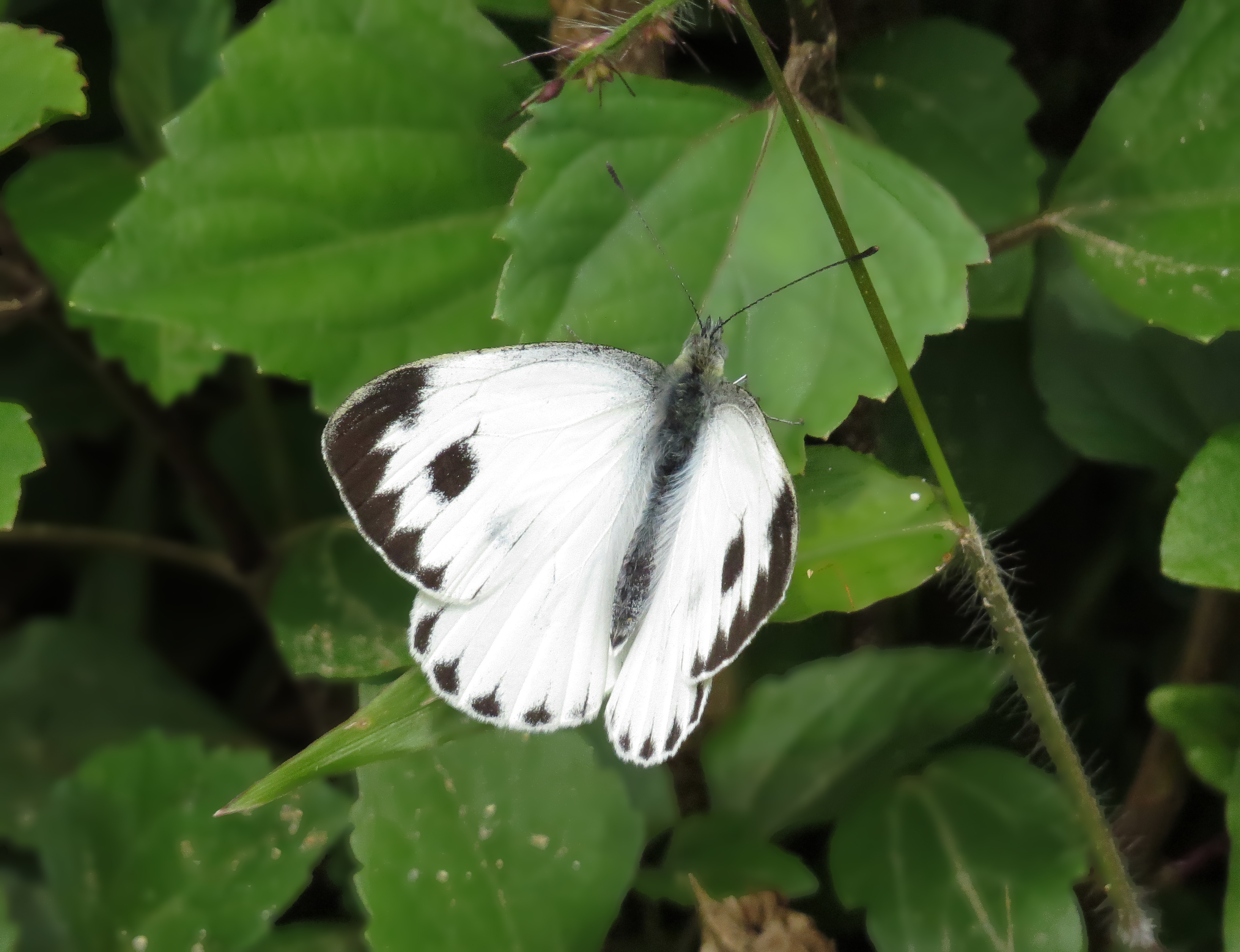File:Indian Cabbage White Butterfly.jpg - Wikimedia Commons