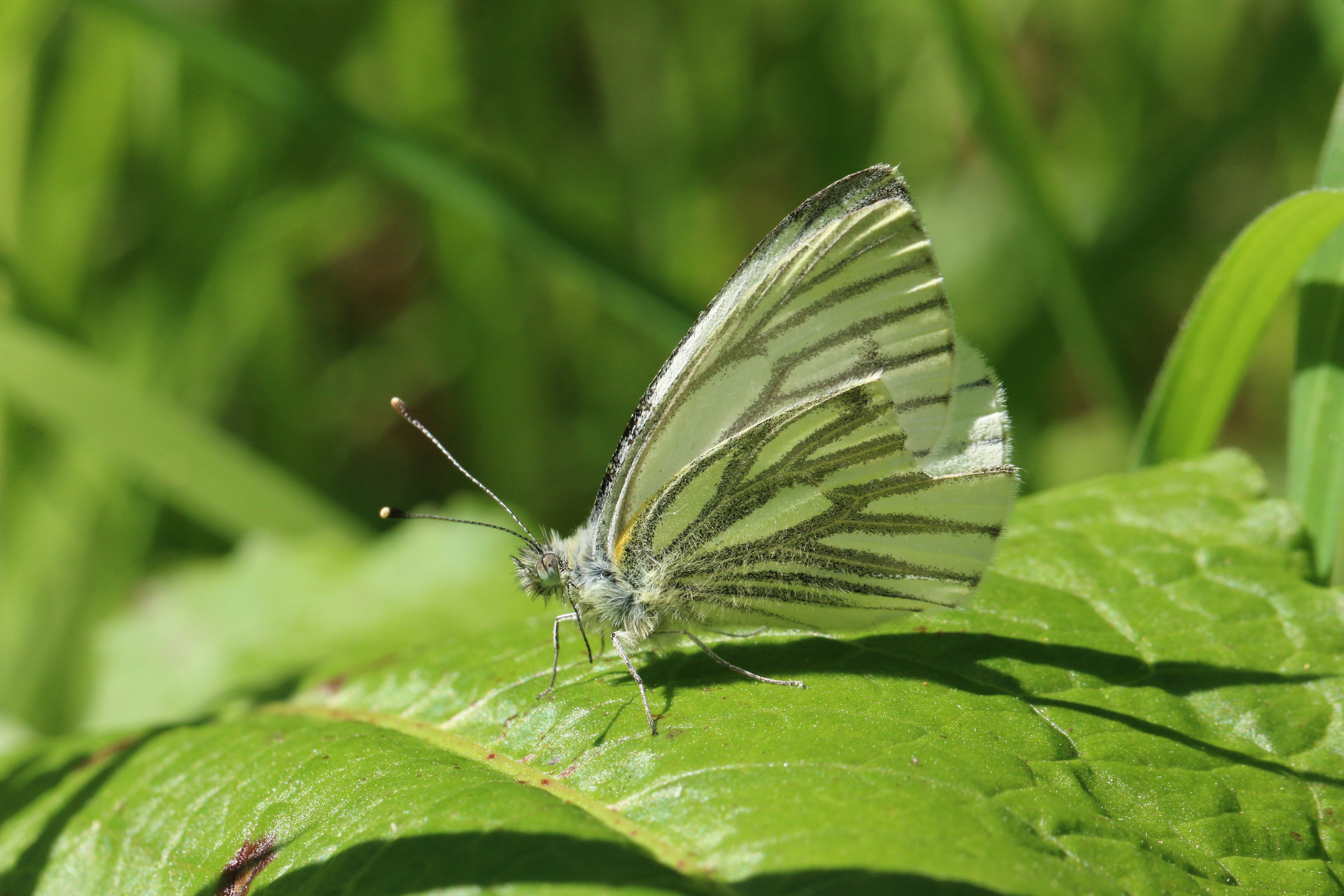 File:Green-veined white butterfly (Pieris napi).jpg - Wikimedia Commons