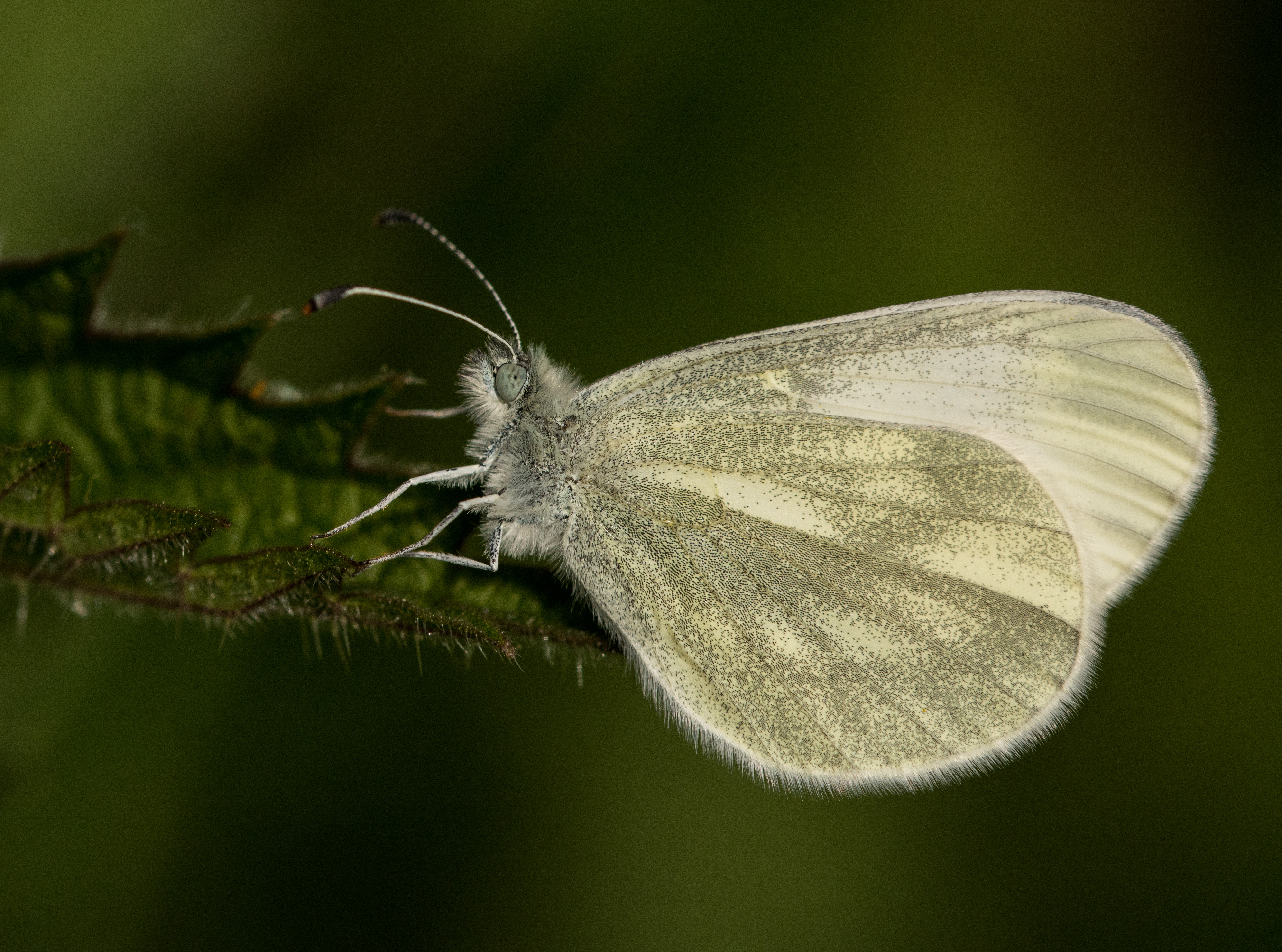 Cryptic Wood White butterfly talk — Biodiversity Northern Ireland
