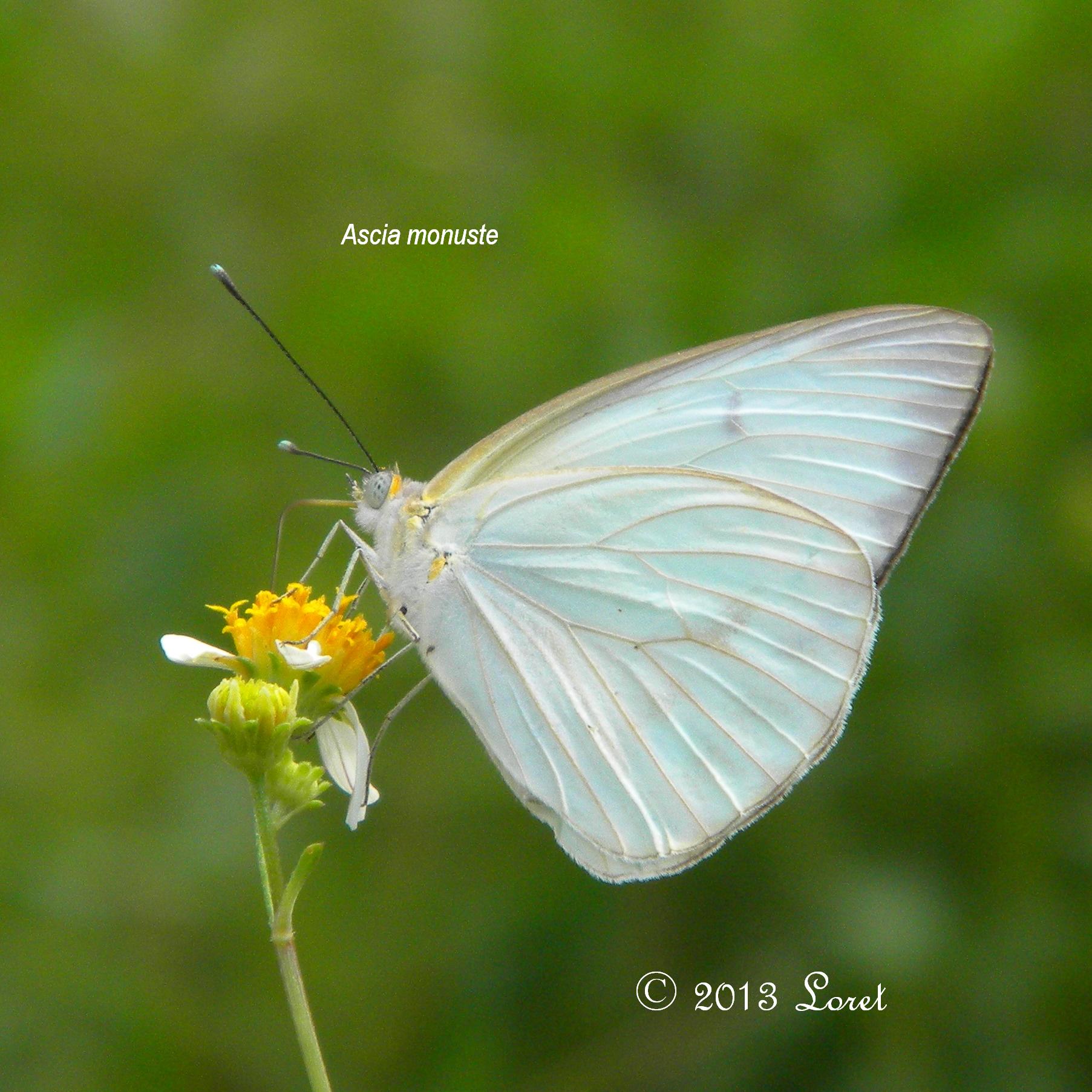 Great Southern White Butterfly (Ascia monuste) | Central Florida ...
