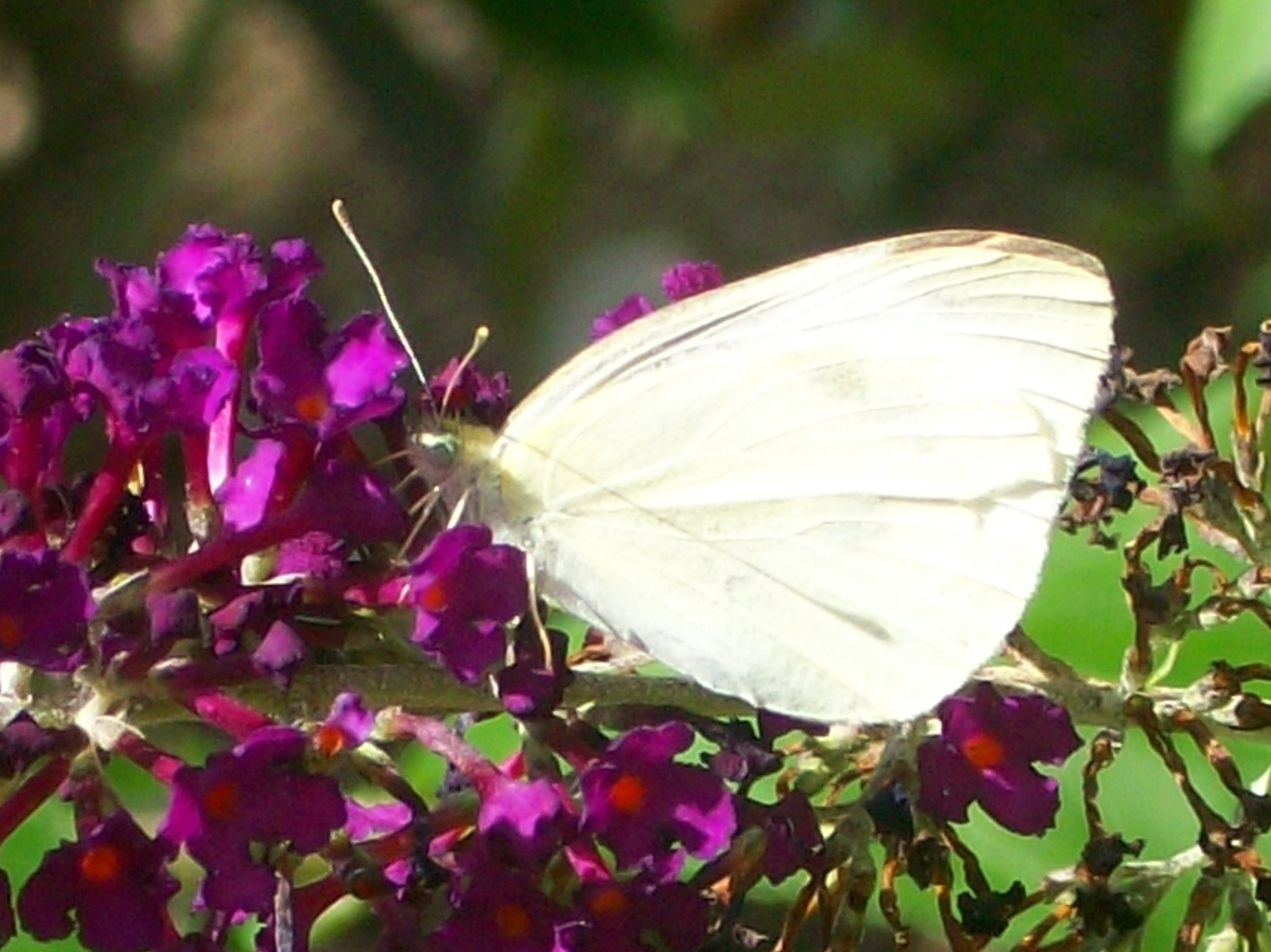 Cabbage White Butterflies | lepidopteralovers