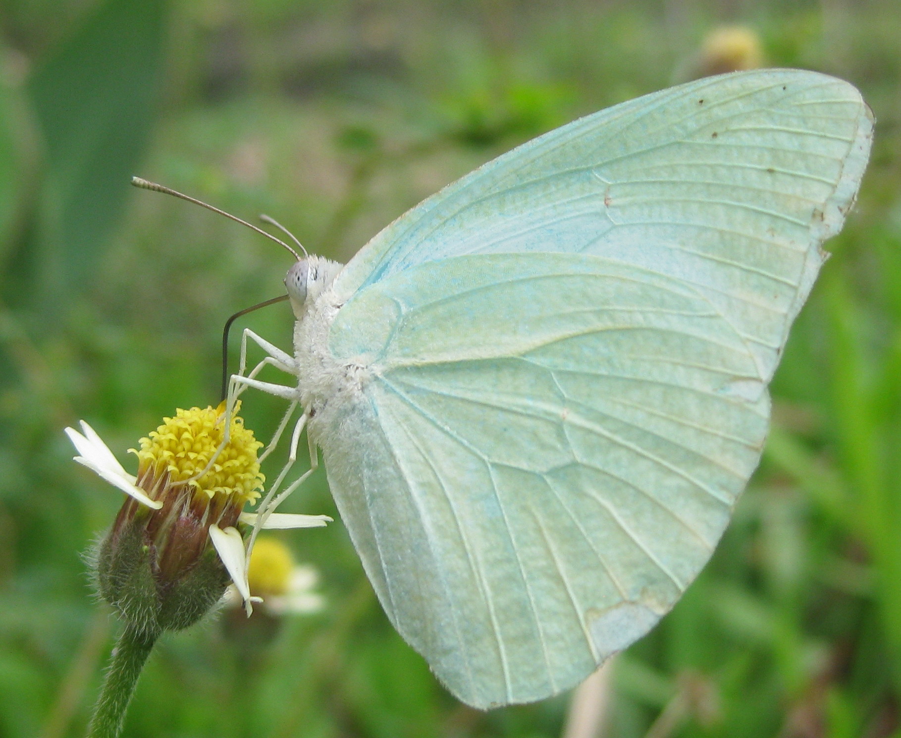 File:Butterfly - White (5424828234).jpg - Wikimedia Commons