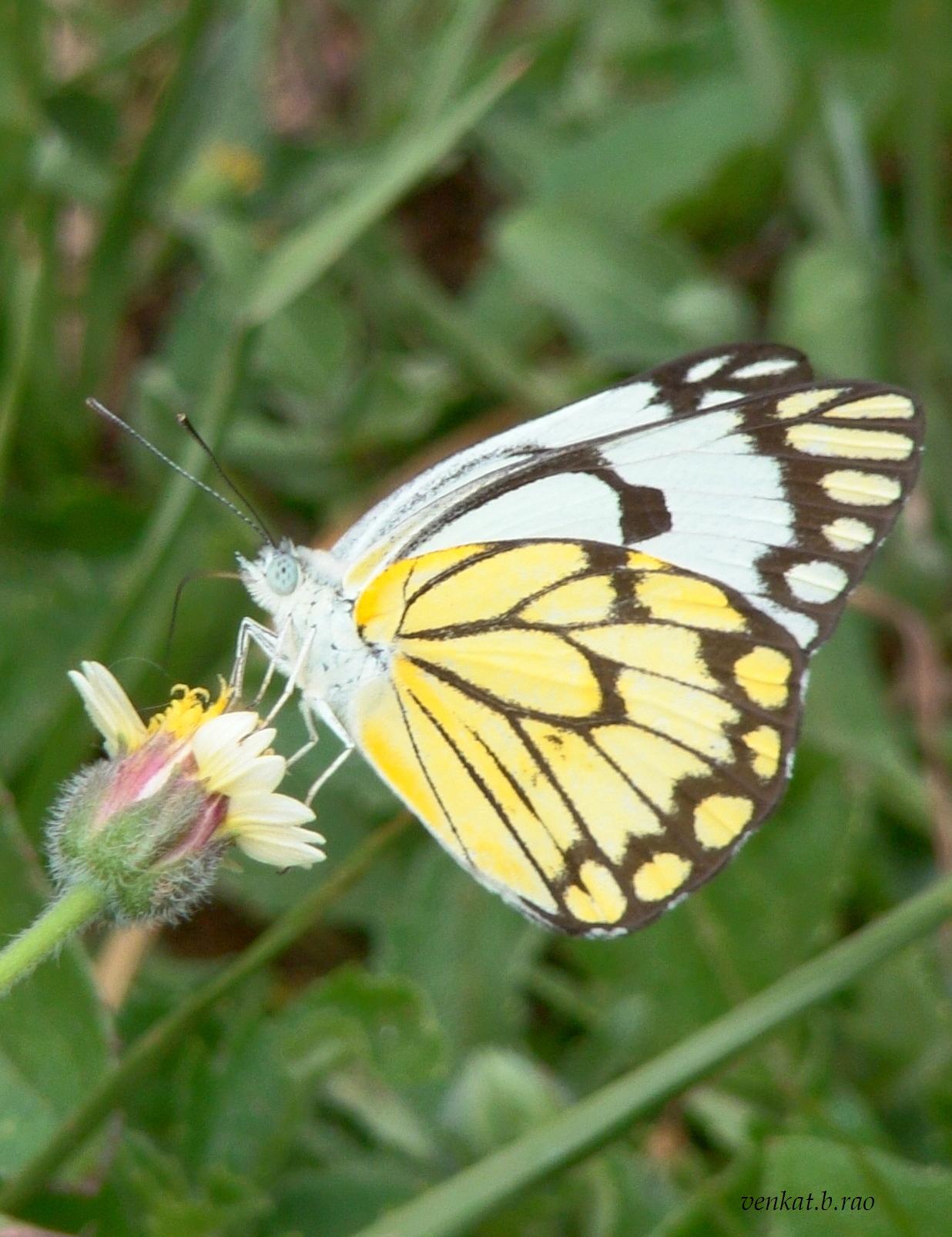 The Pioneer White butterfly « chAAyaa viidhi