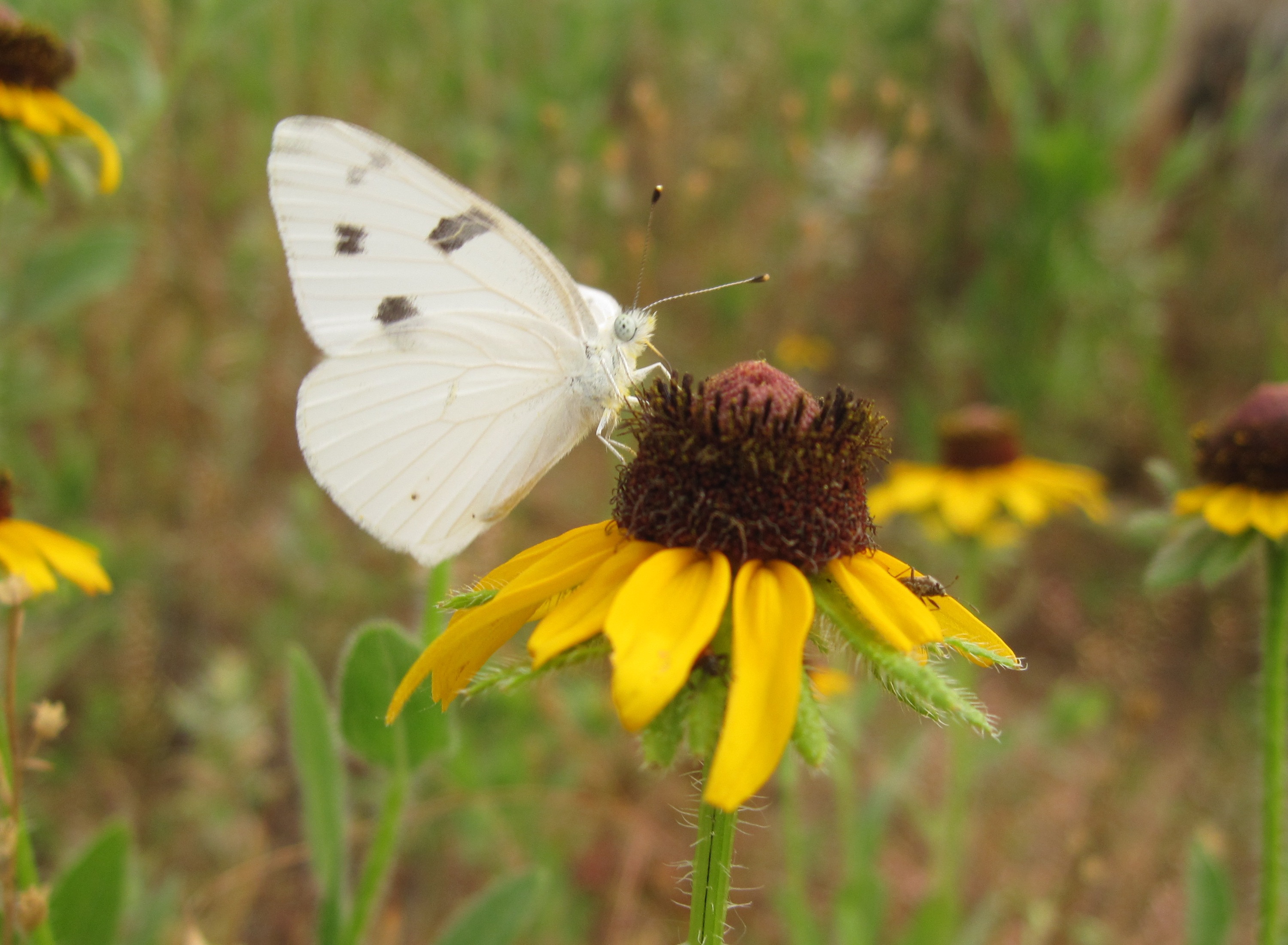 White Butterfly | Photos By Aerykah