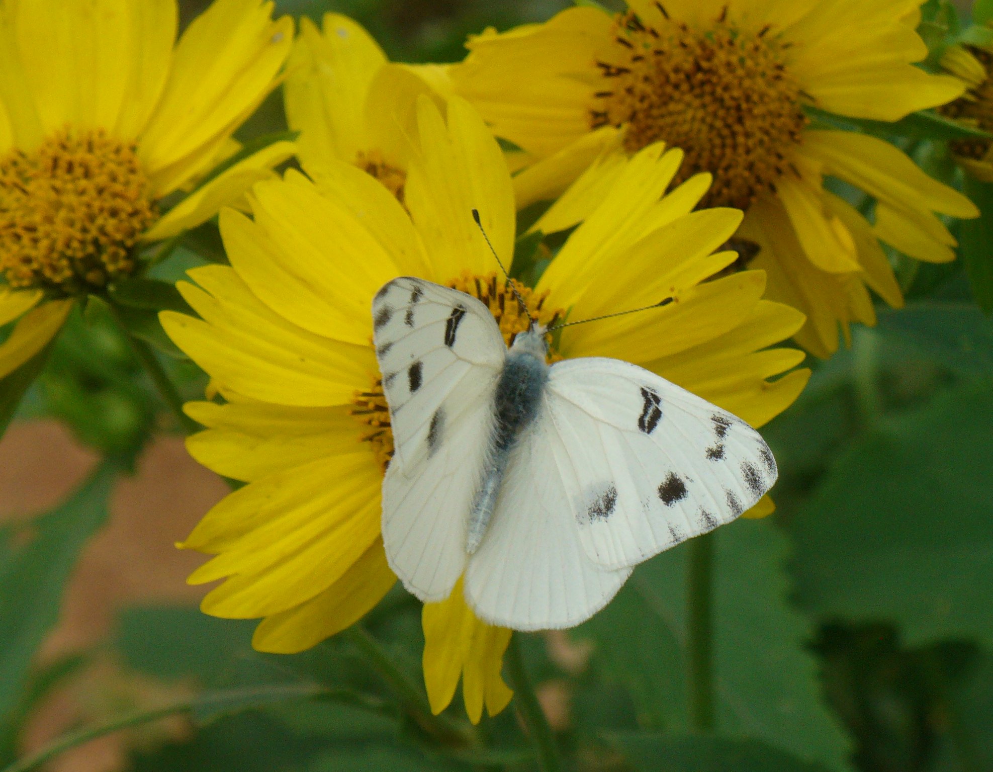 Checkered white butterfly | Upper Highland Lakes Nature Center