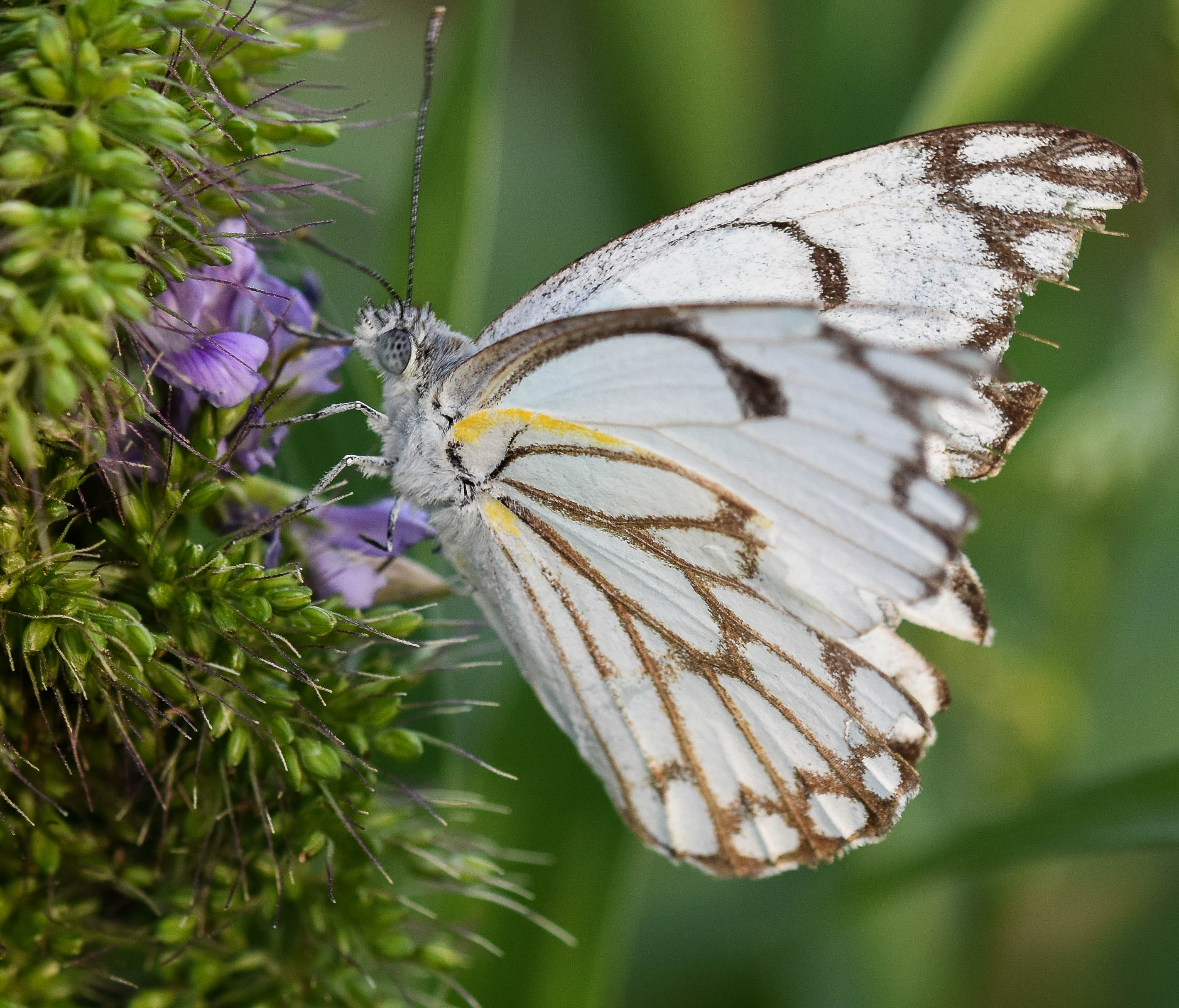File:Brown-veined white butterfly (Belenois aurota).jpg - Wikimedia ...