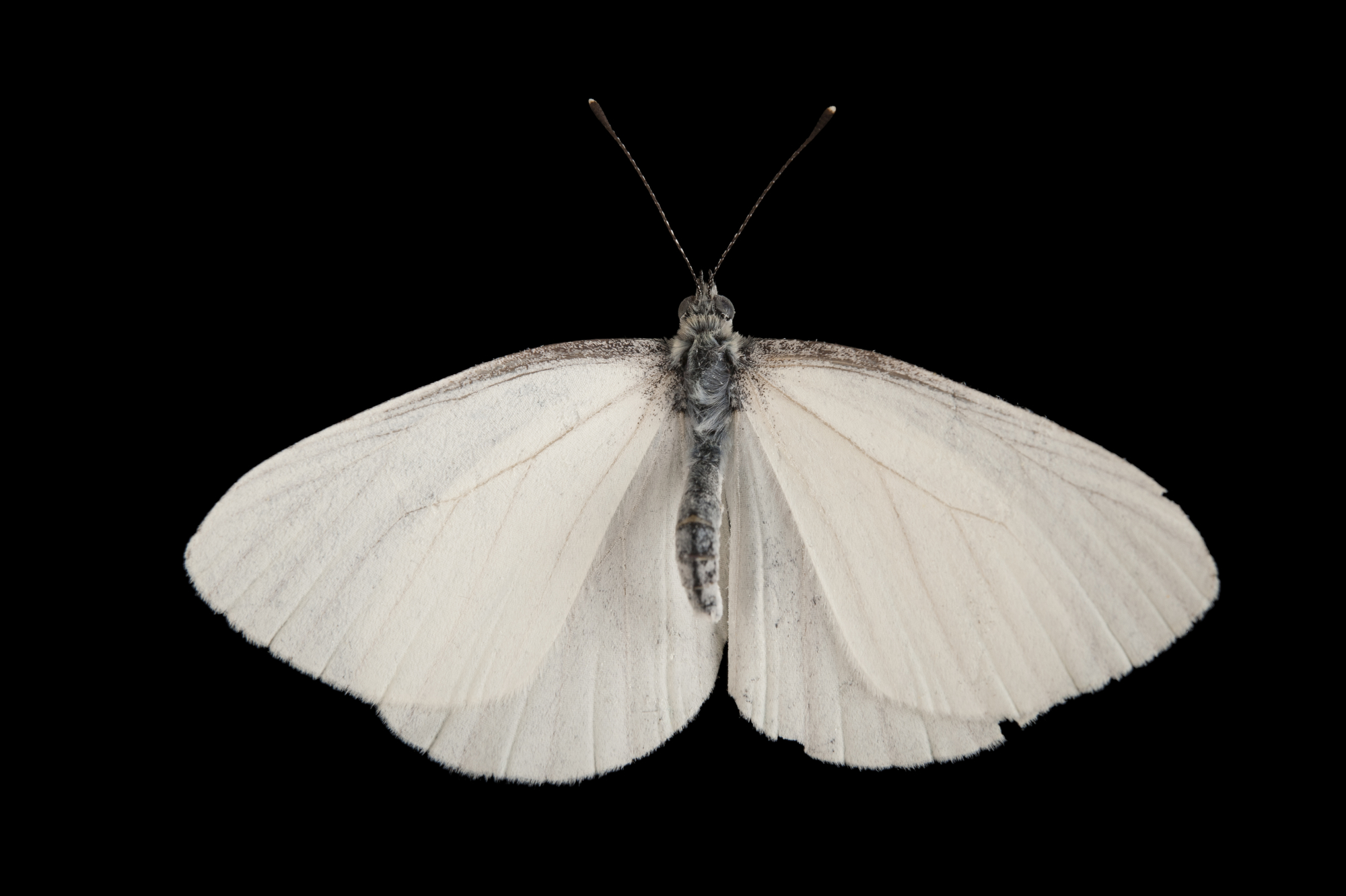 mustard white butterfly images - Joel Sartore