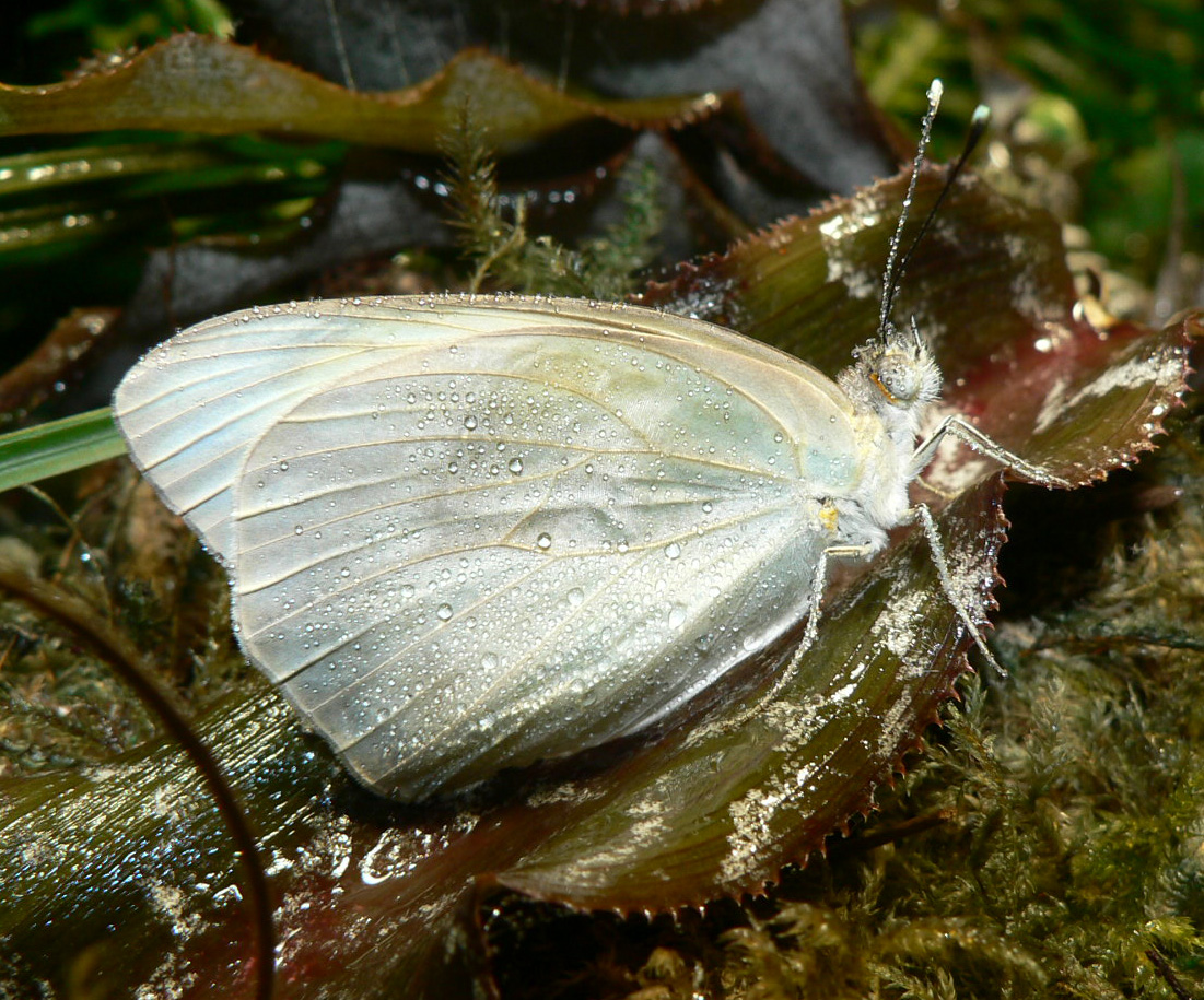 White butterfly with dew drops photo