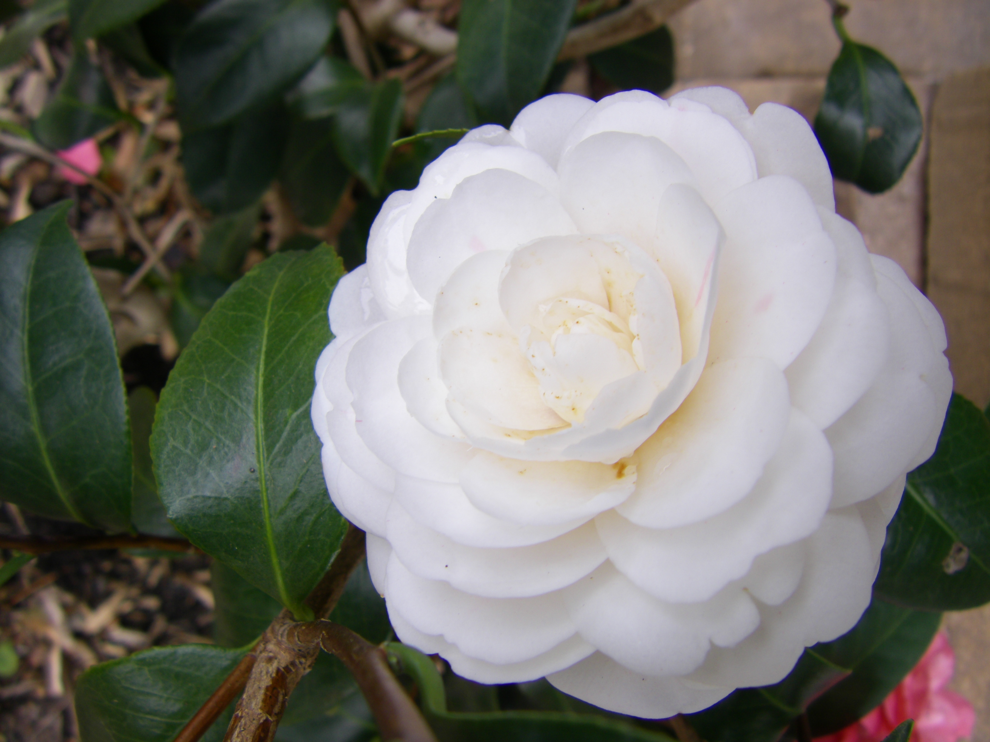White camellia | Camellia, Pretty flowers and Plants