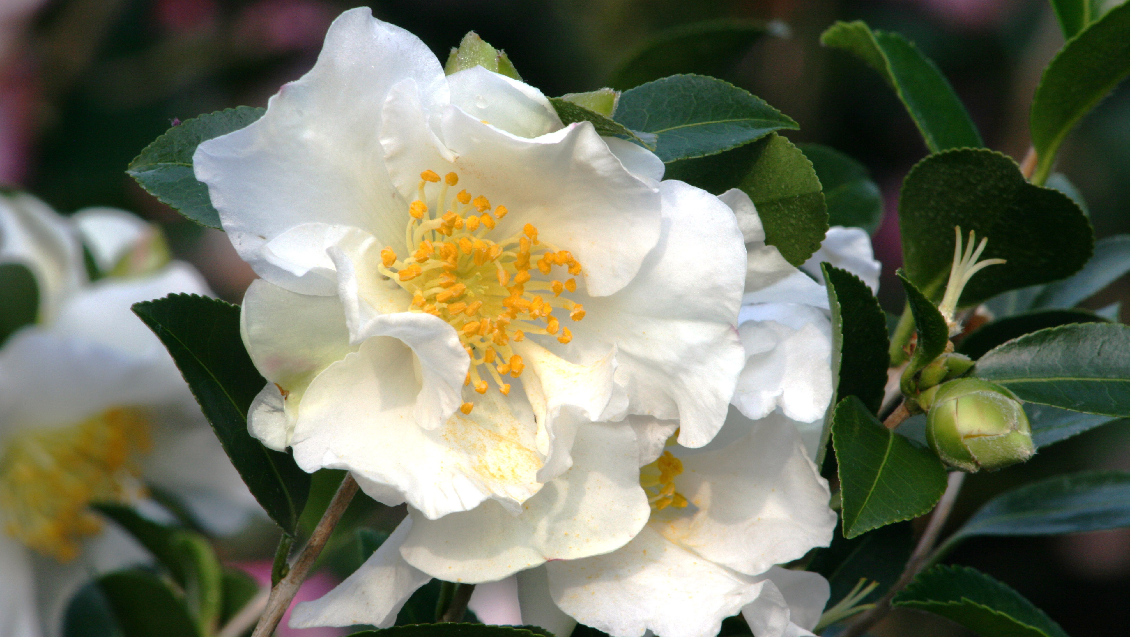 10 Early Blooming Camellias You Will Love | Grow Beautifully