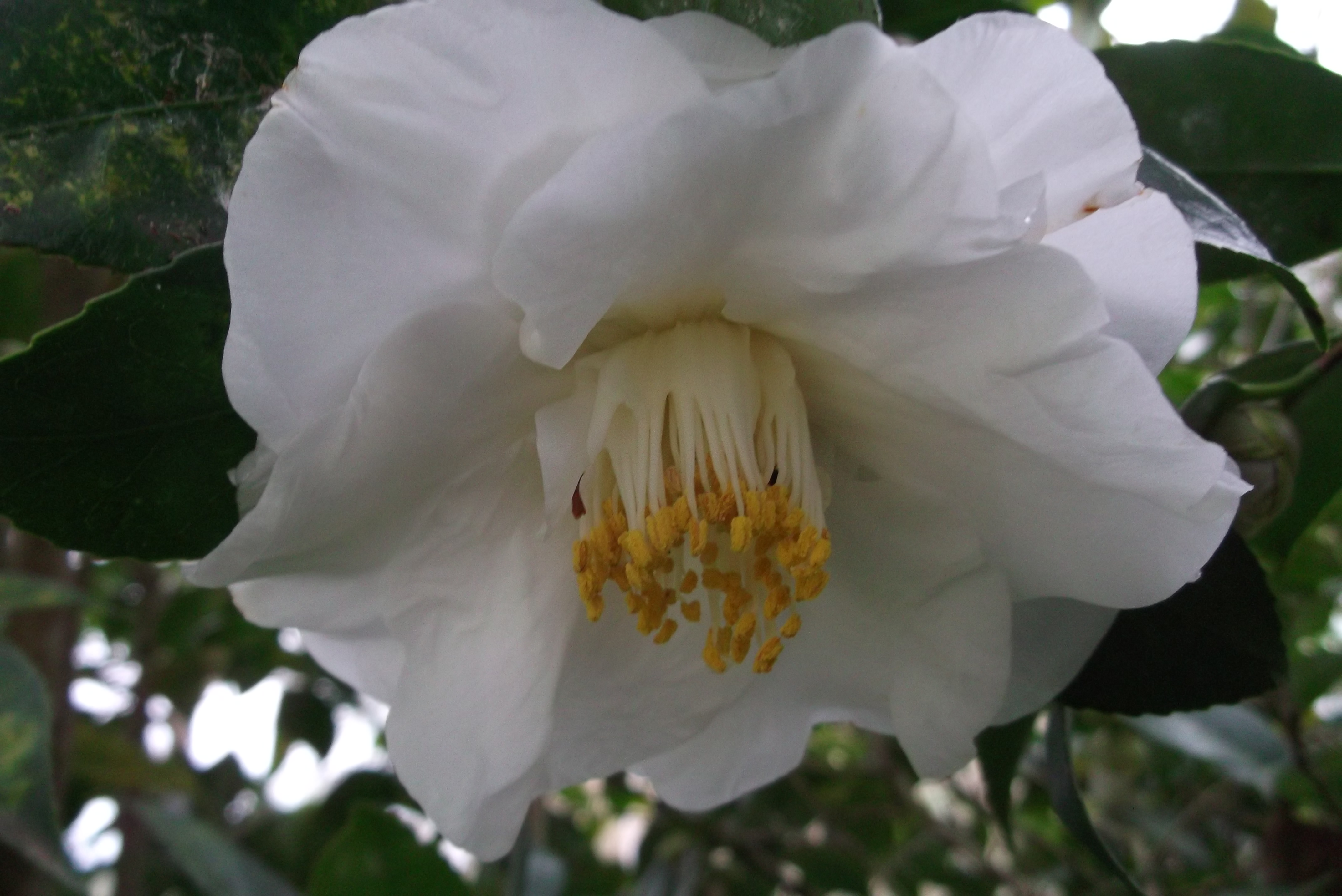 No Regrets of White Camellias | SECRETS of a SEED SCATTERER
