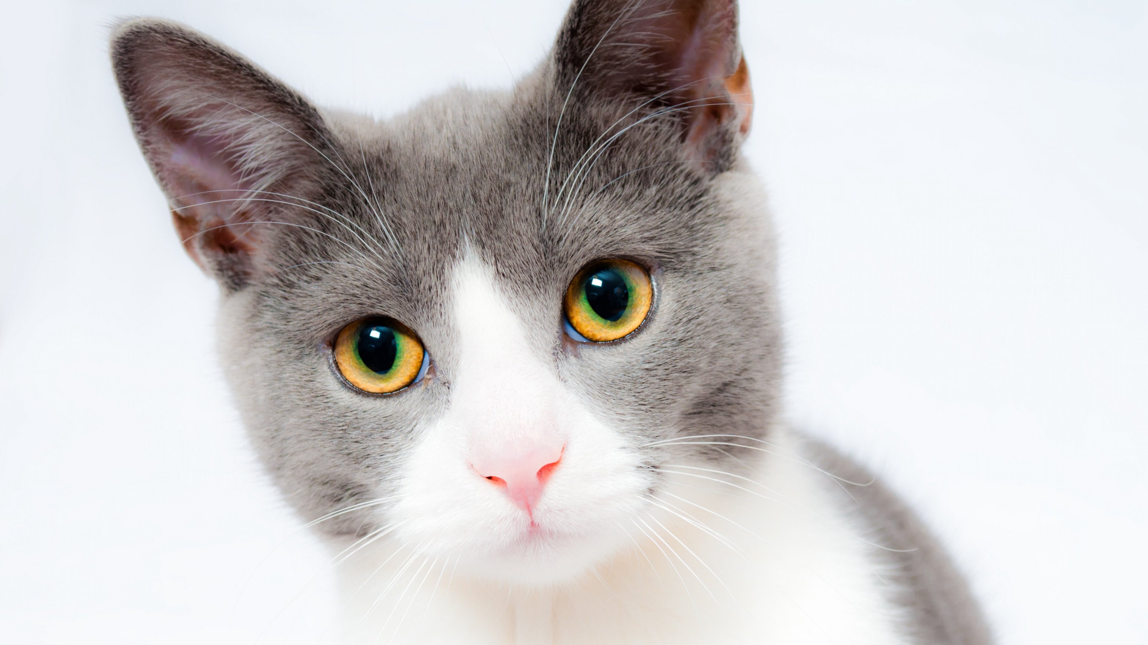 Grey and White Cat Wallpaper - Mobile & Desktop Background