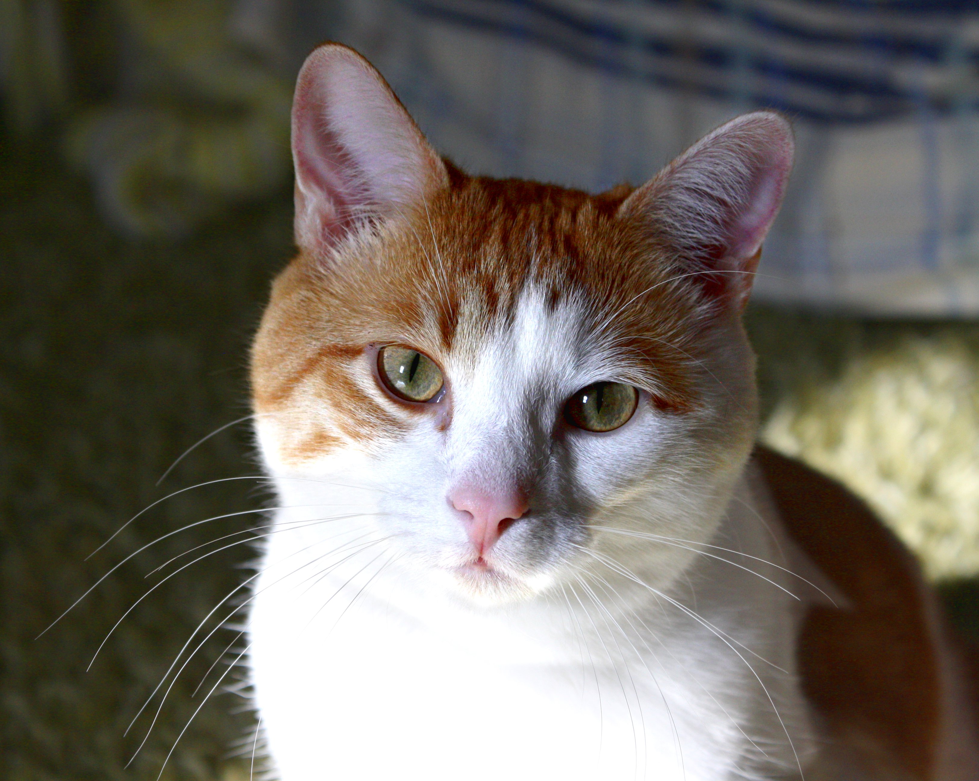 Orange and White Cat Closeup Picture | Free Photograph | Photos ...
