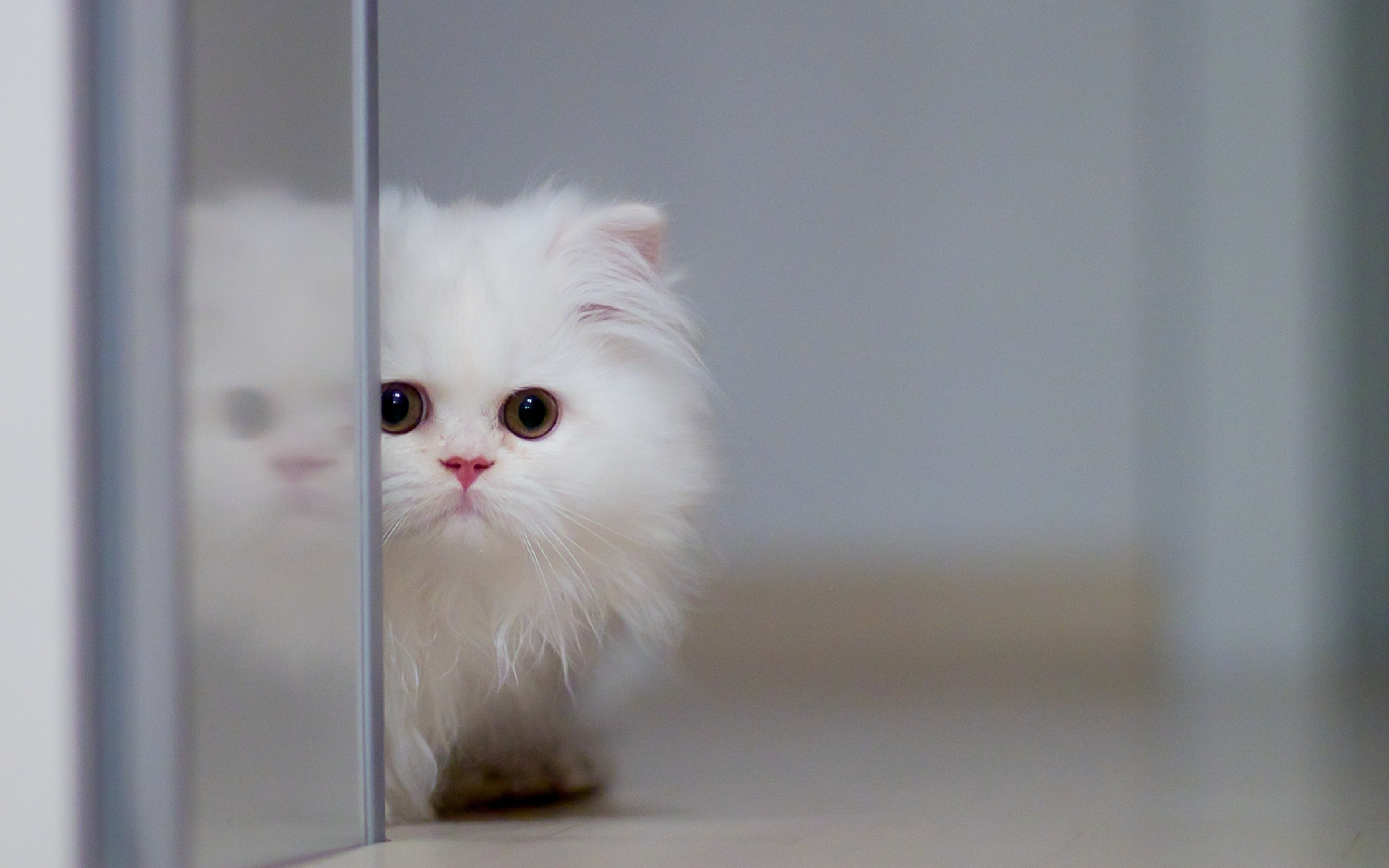 Fluffy white cat #1205 Wallpapers and Free Stock Photos | Visual Cocaine