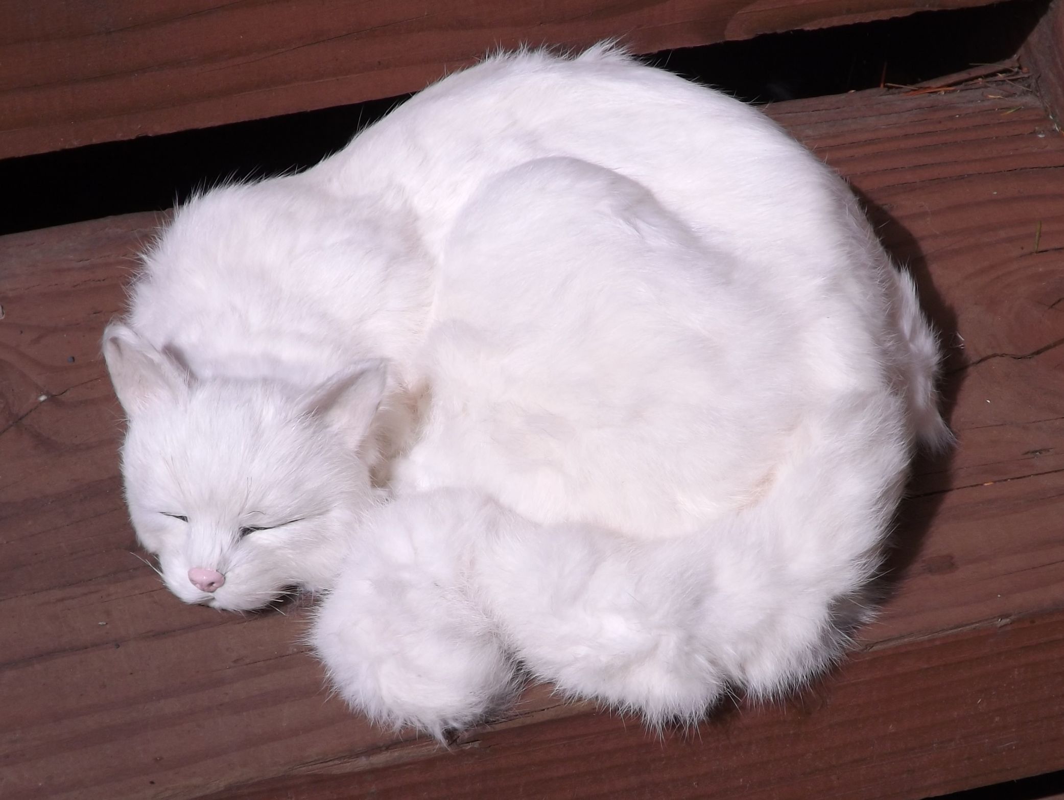 Large Realistic White Cat – 13″ Life Like Display Cat |