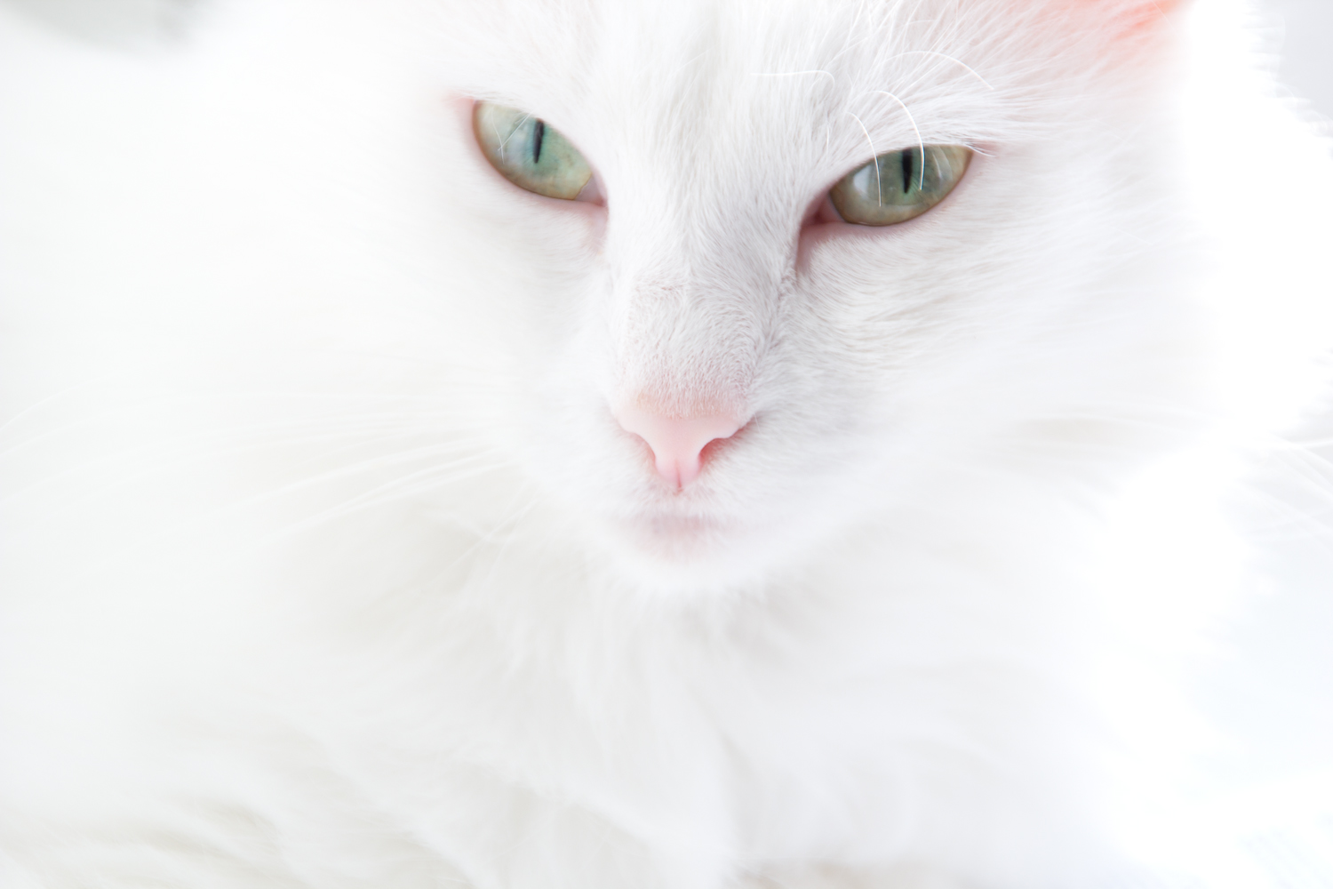 white cat skin download