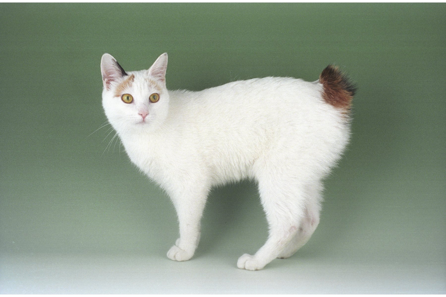 List of White Cat Breeds With Pictures | Pets World