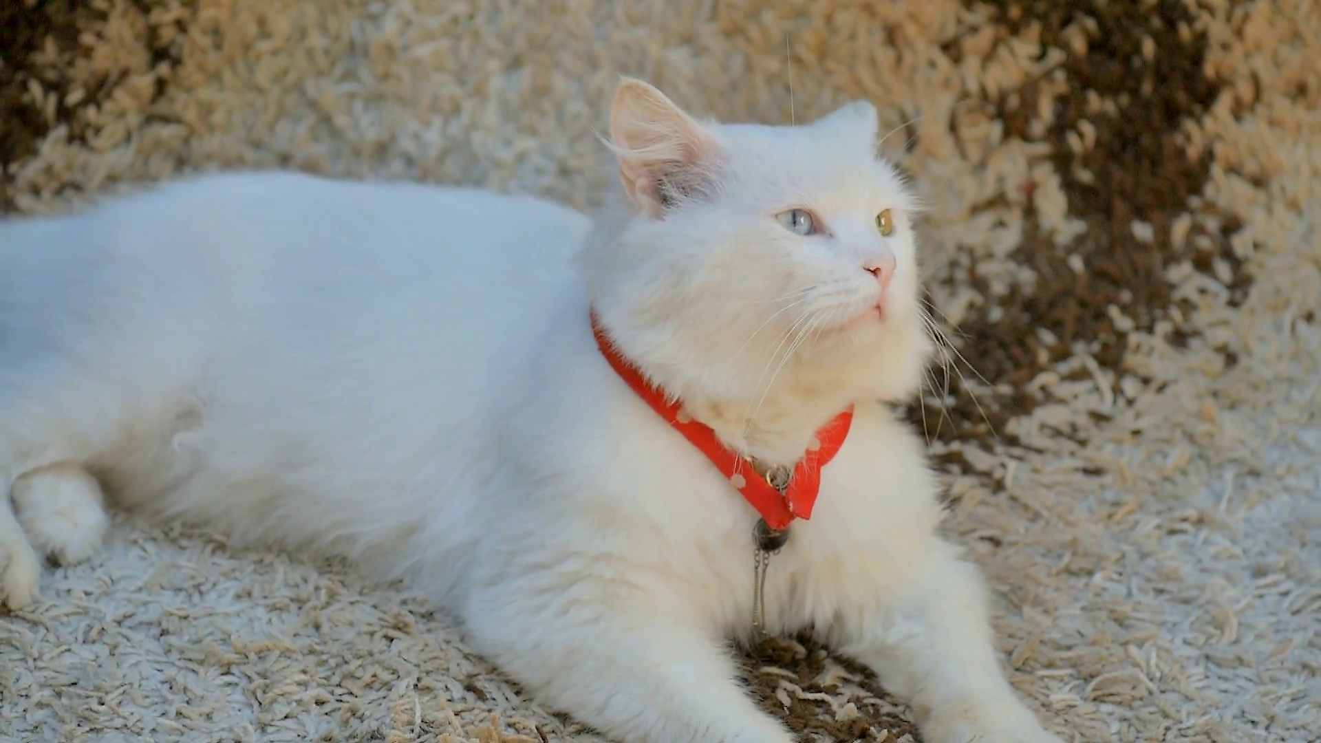 white cat with eyes heterochromia Stock Video Footage - VideoBlocks