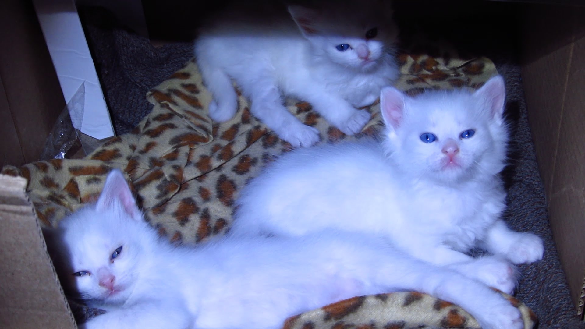 White cat with kittens feel good - YouTube