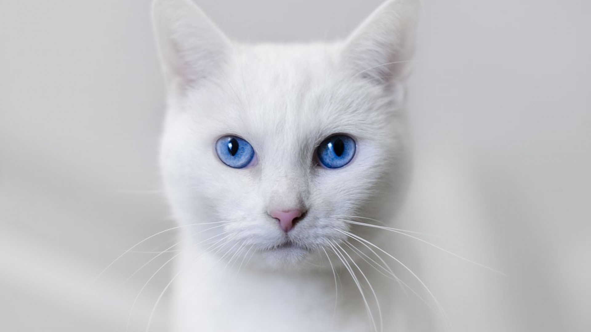 Image - A-beautiful-white-cat-with-big-blue-eyes-Image.jpg | Animal ...