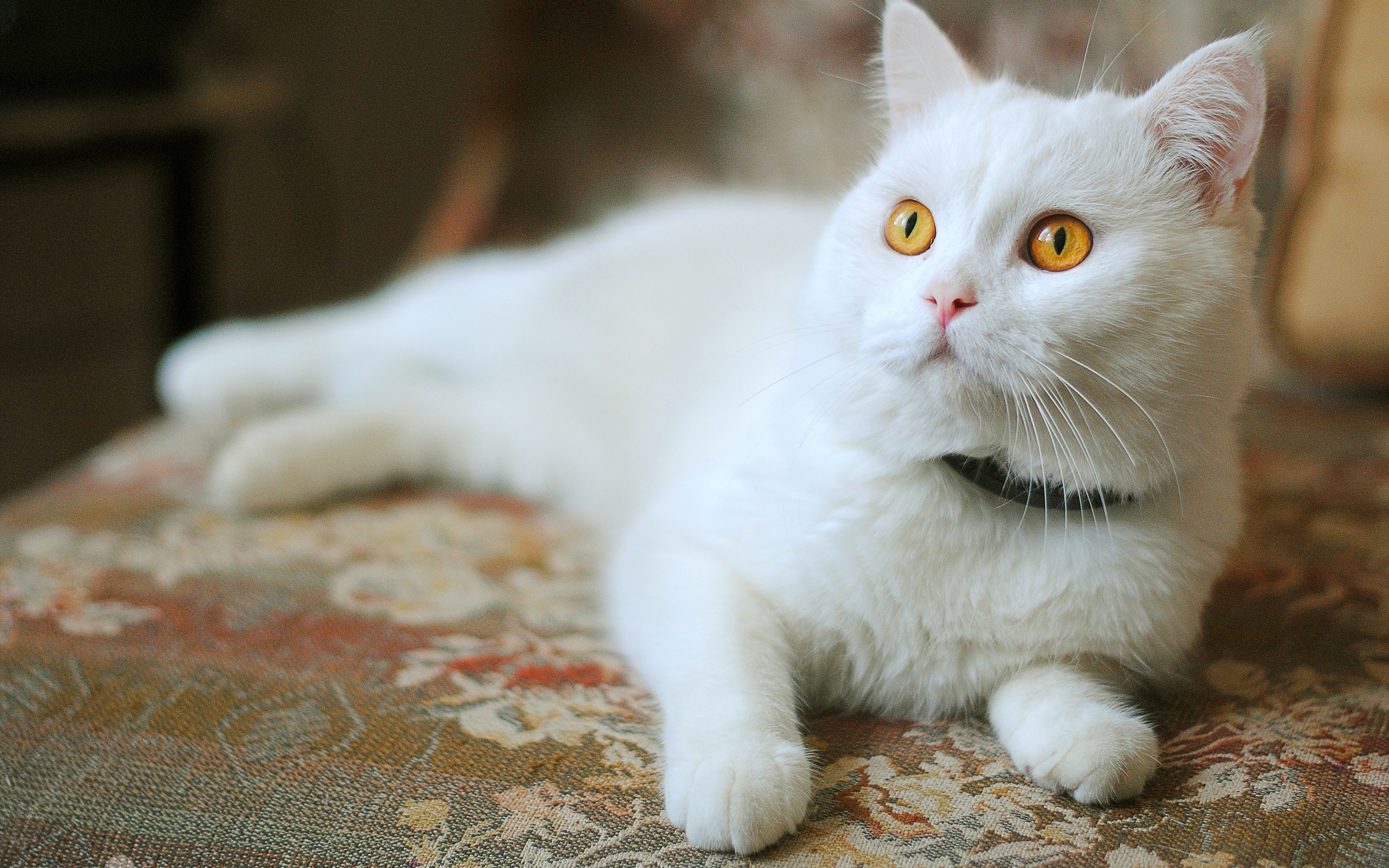 White cat with yellow eyes / 2560 x 1600 / Animals / Photography ...