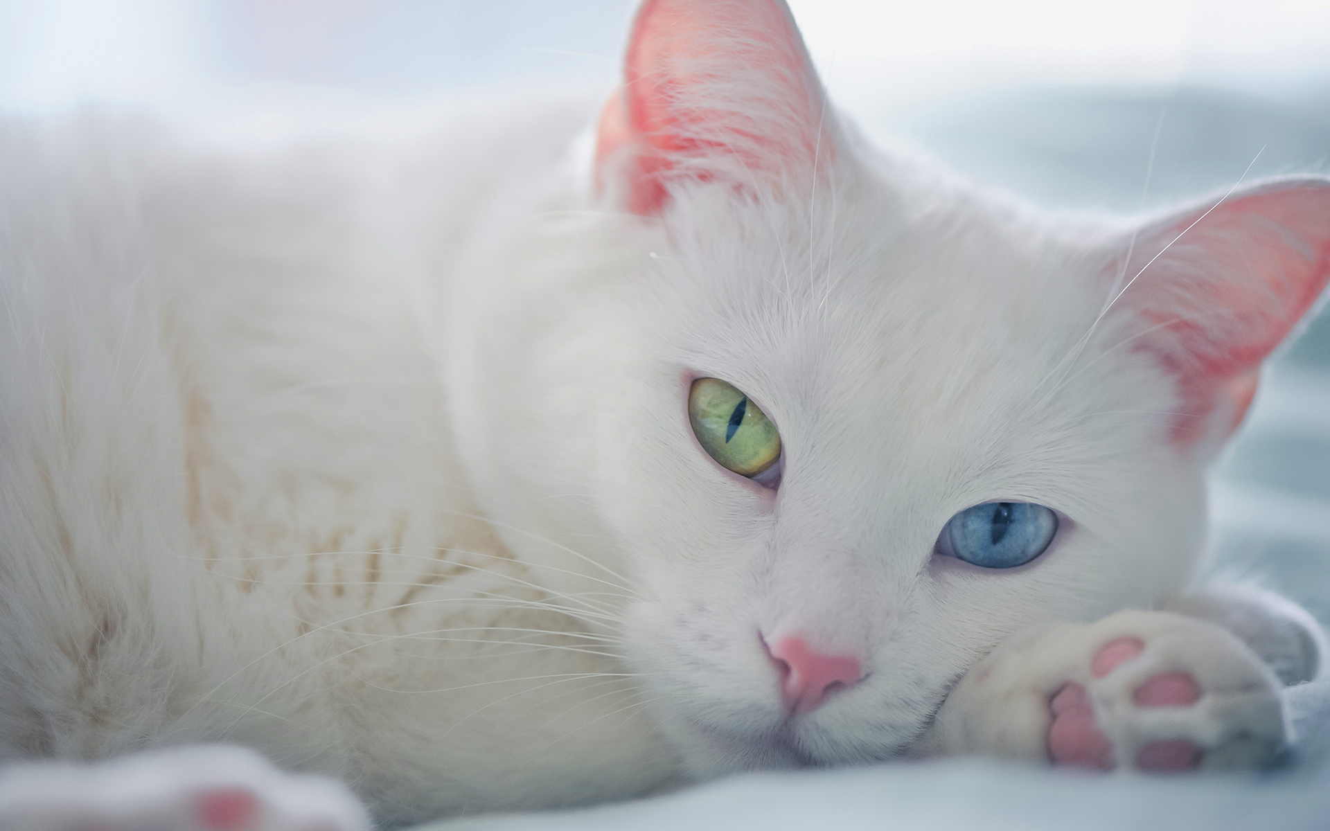 Image - White-cat-green-blue-eyes.jpg | Cats Wiki | FANDOM powered ...