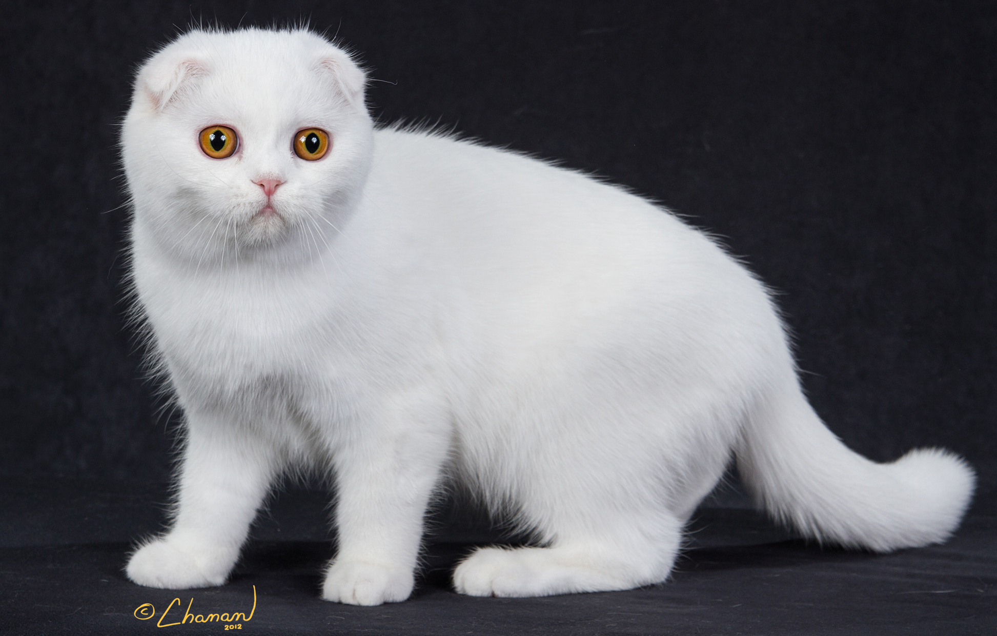White Cat Breeds – Purrfect Cat Breeds