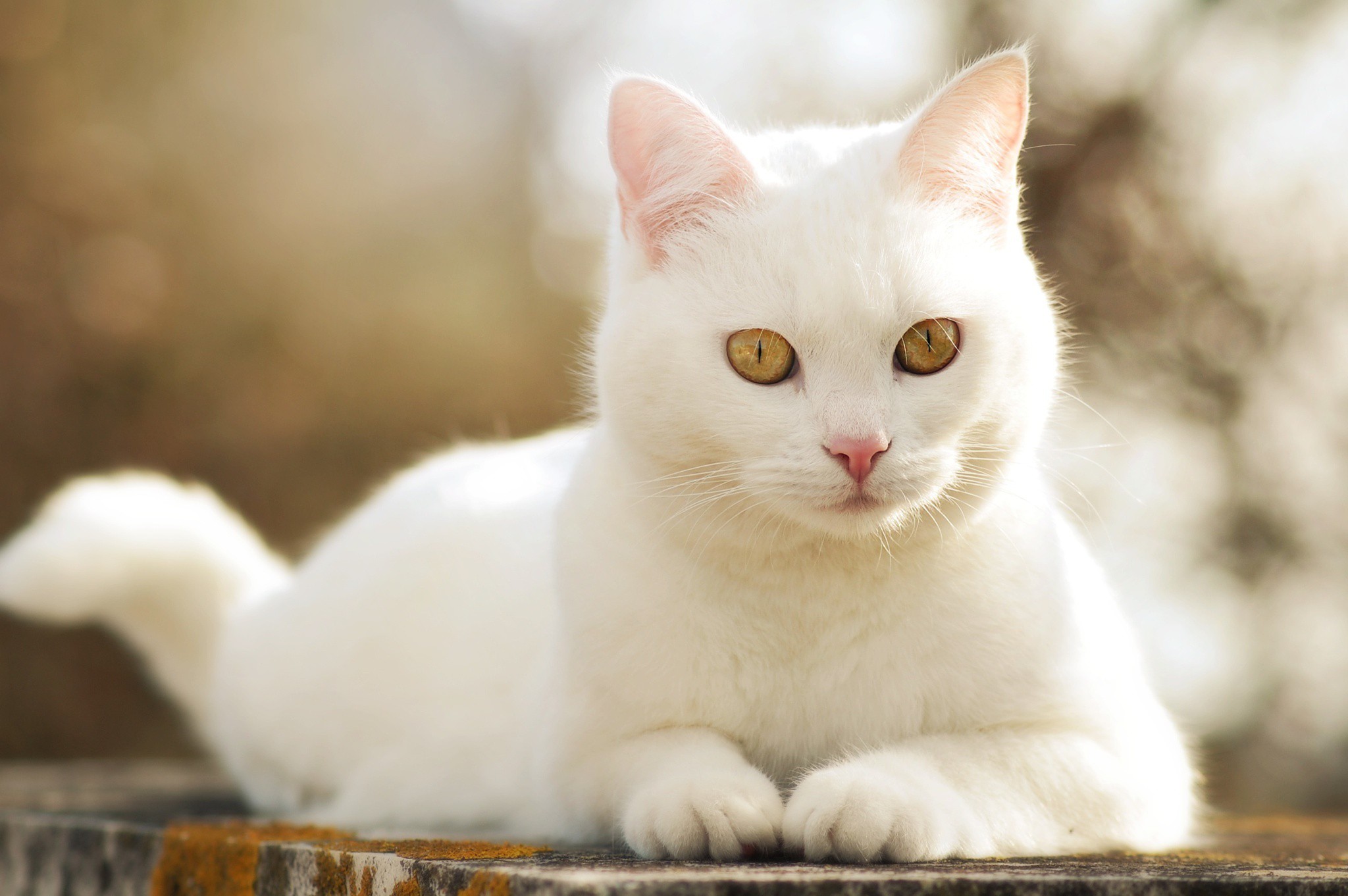 White cat cute wallpaper | animals | Wallpaper Better