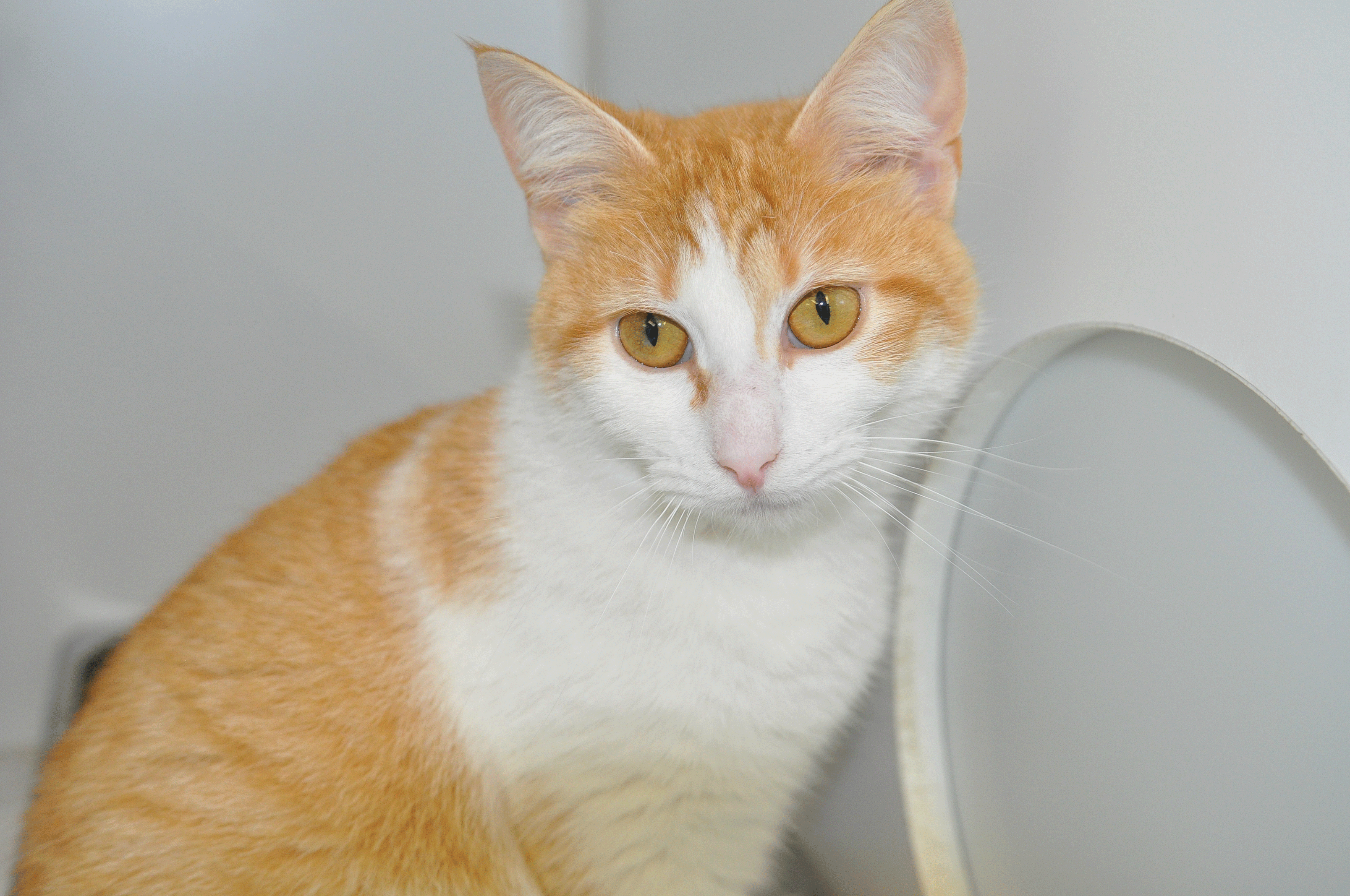 Orange, white cat looking for a home - Valley Morning Star : Local News