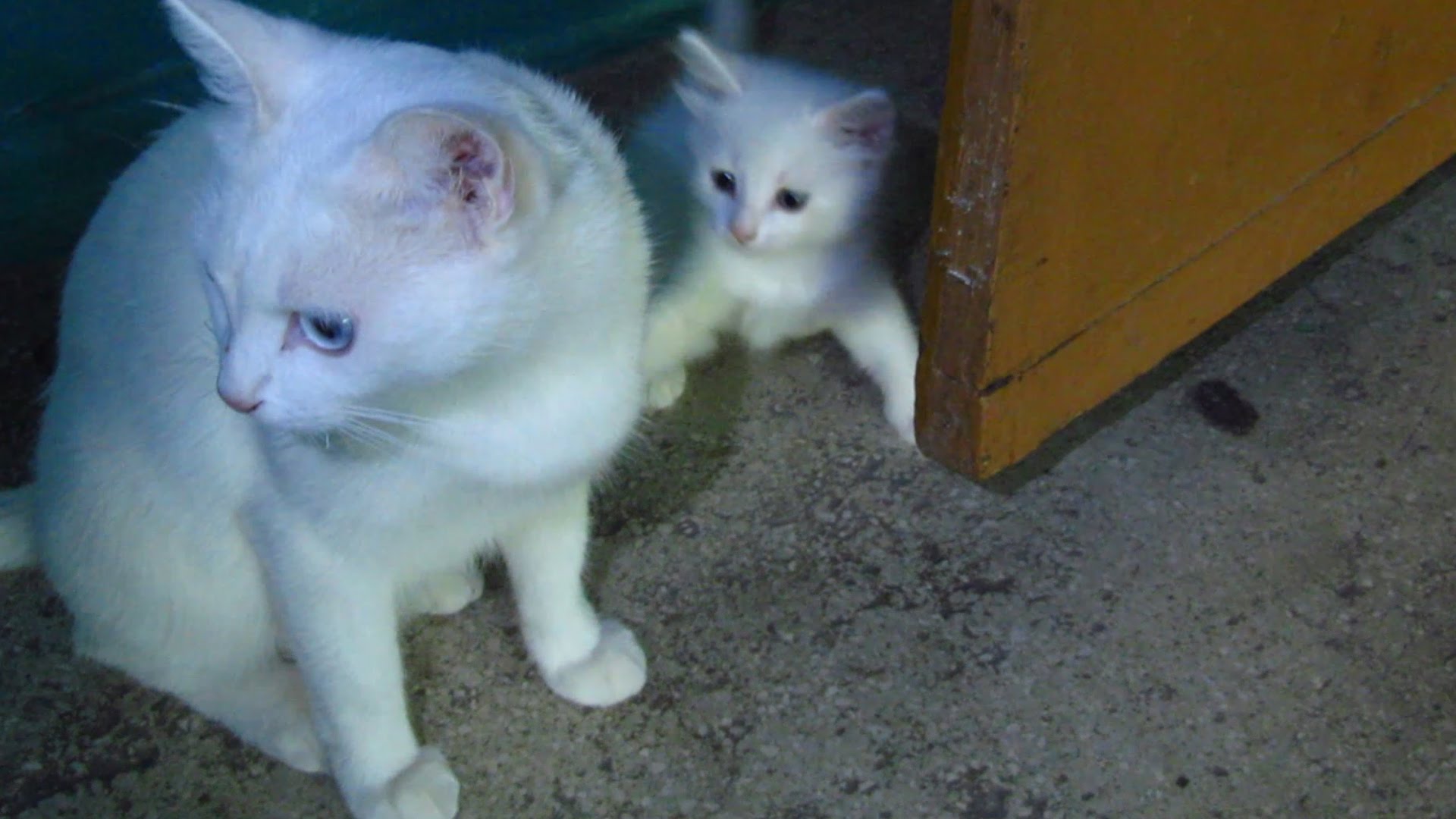 White cat with kittens walking on the third floor - YouTube