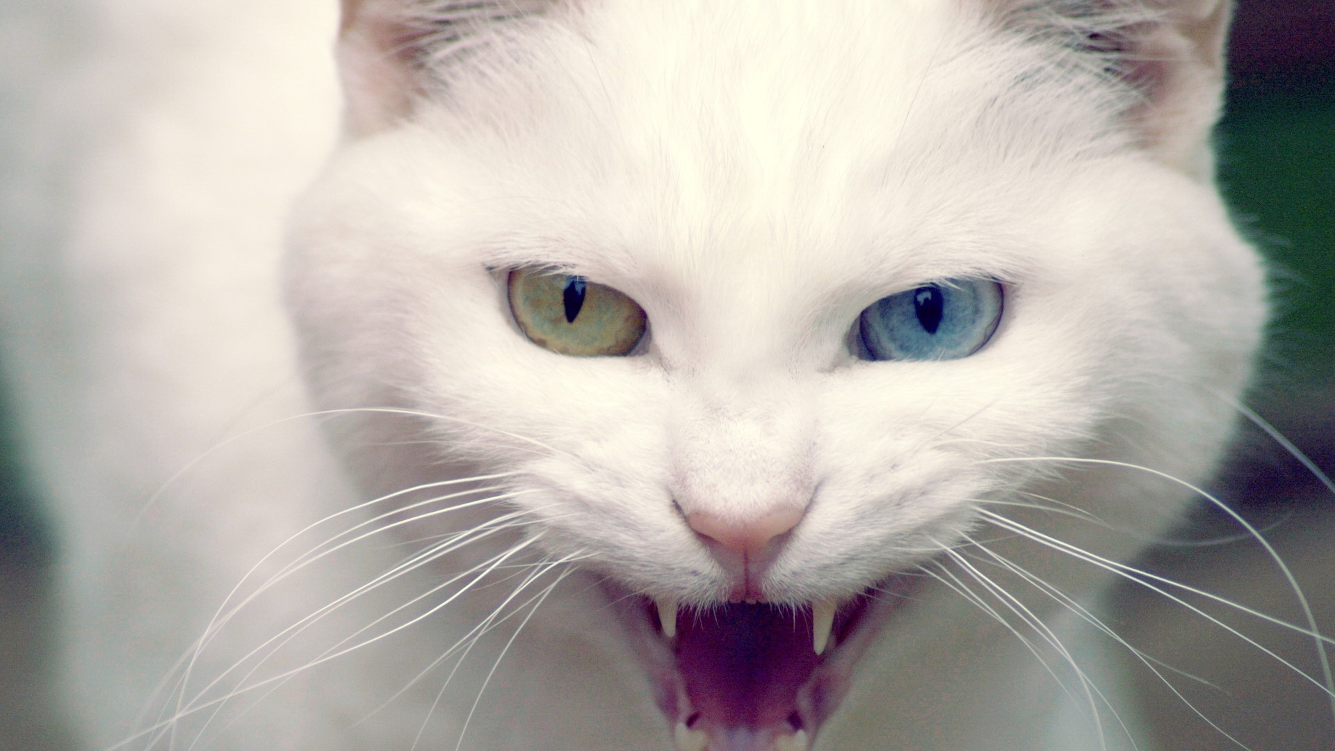 Wild White Cat Wallpapers | HD Wallpapers | ID #5066