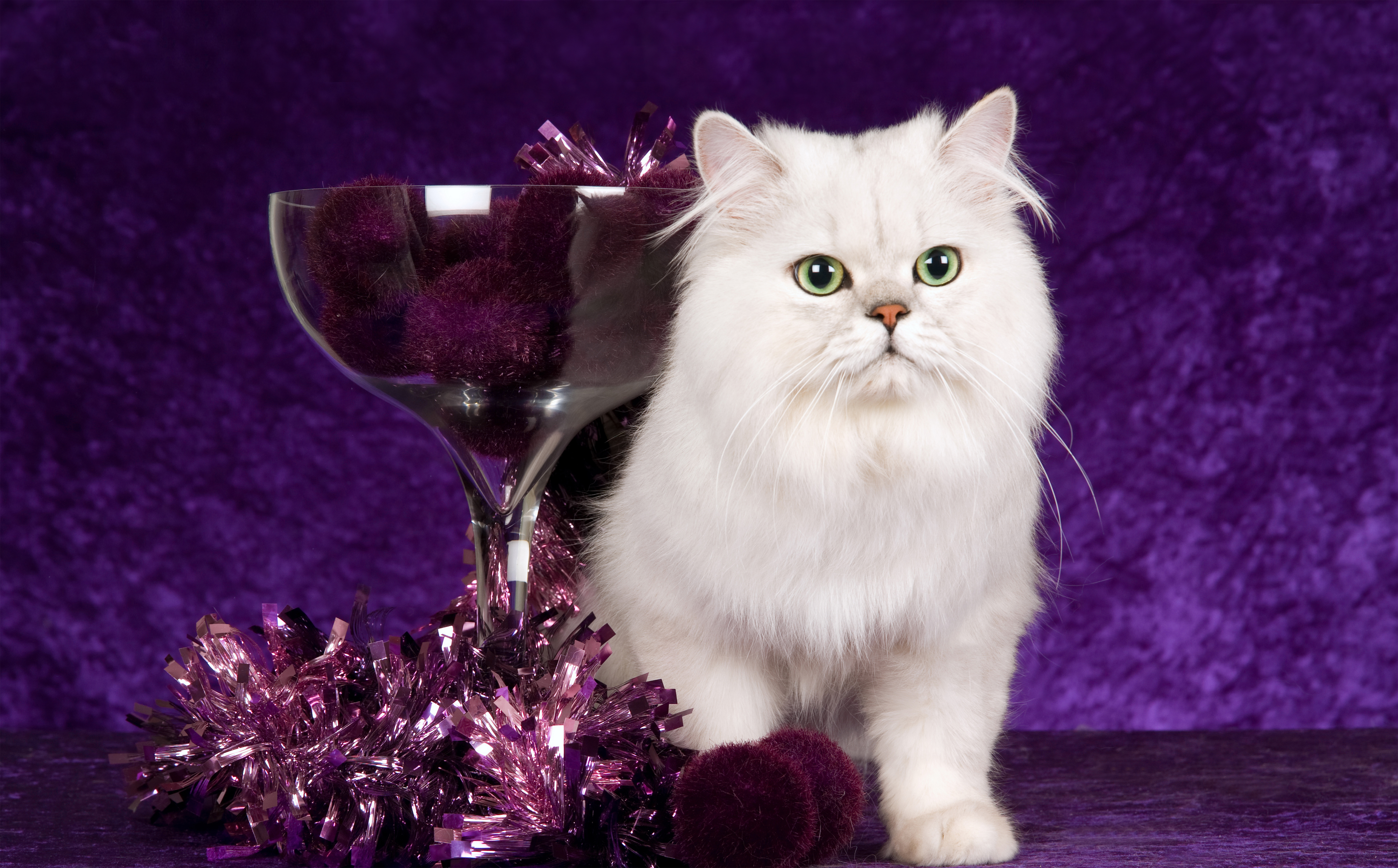 Cute White Cat Purple Background | Gallery Yopriceville - High ...