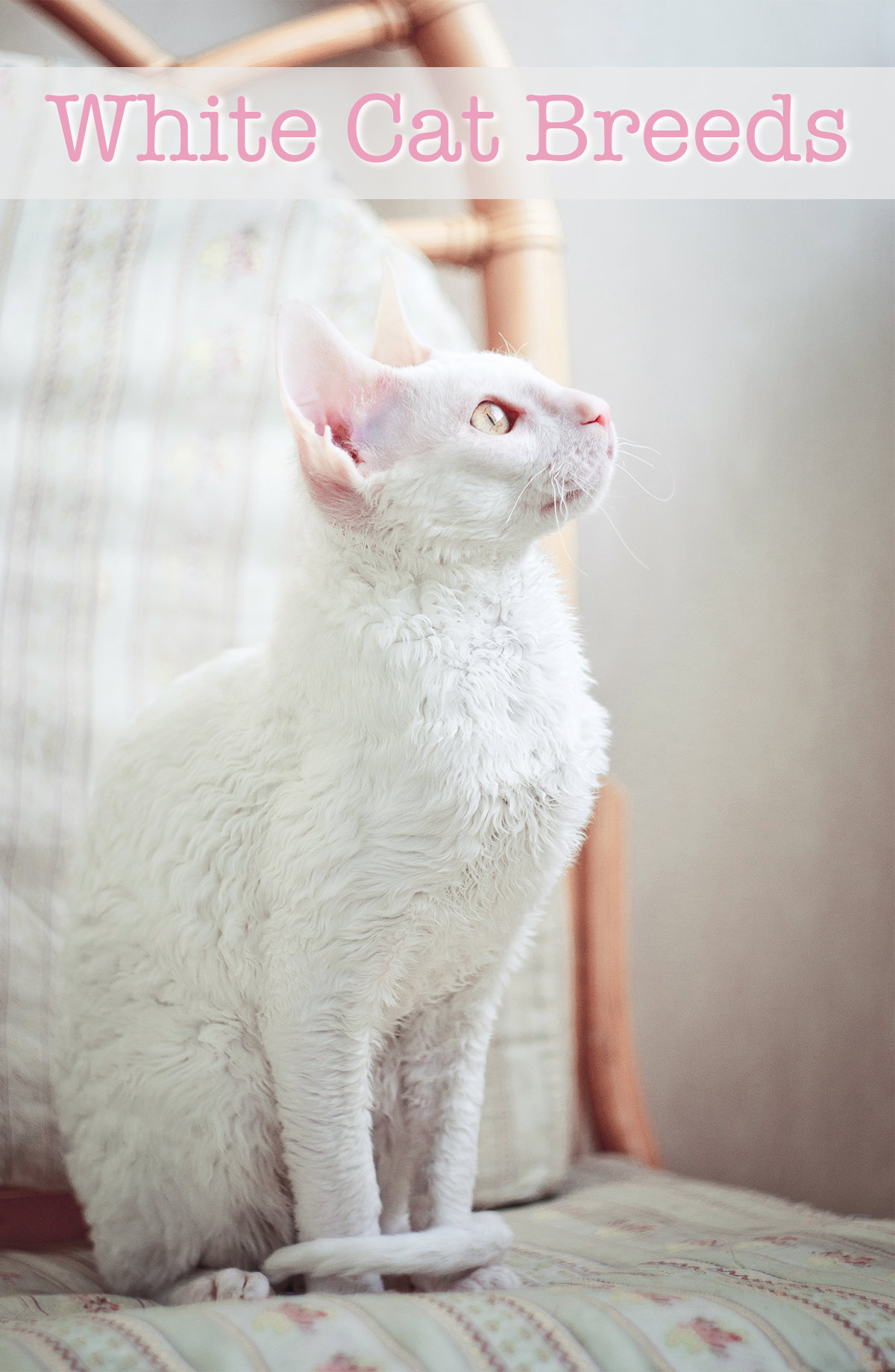 White Cat Breeds - All About The Most Beautiful Pale Kitties