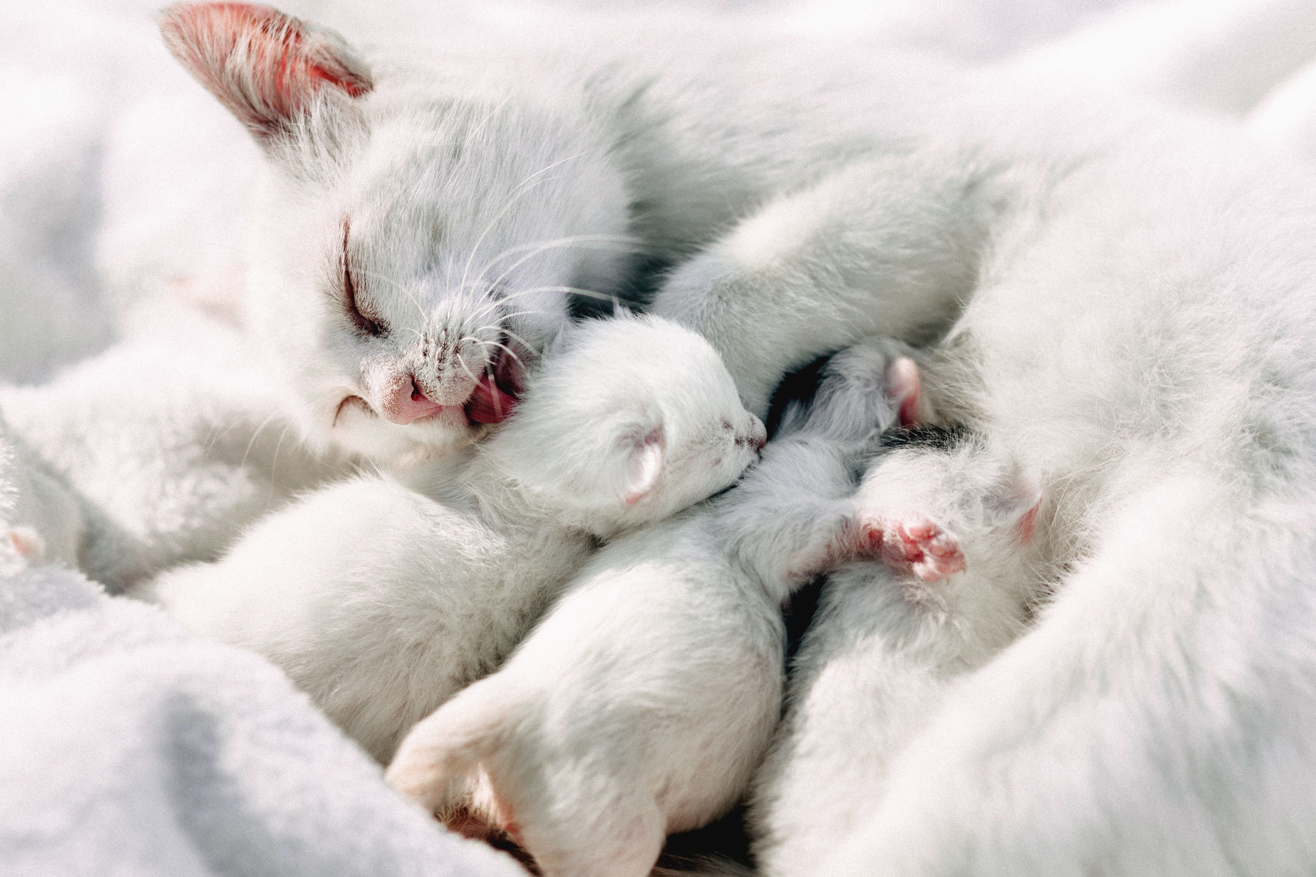 Free picture: white, cat, kittens, animals, pet, fur